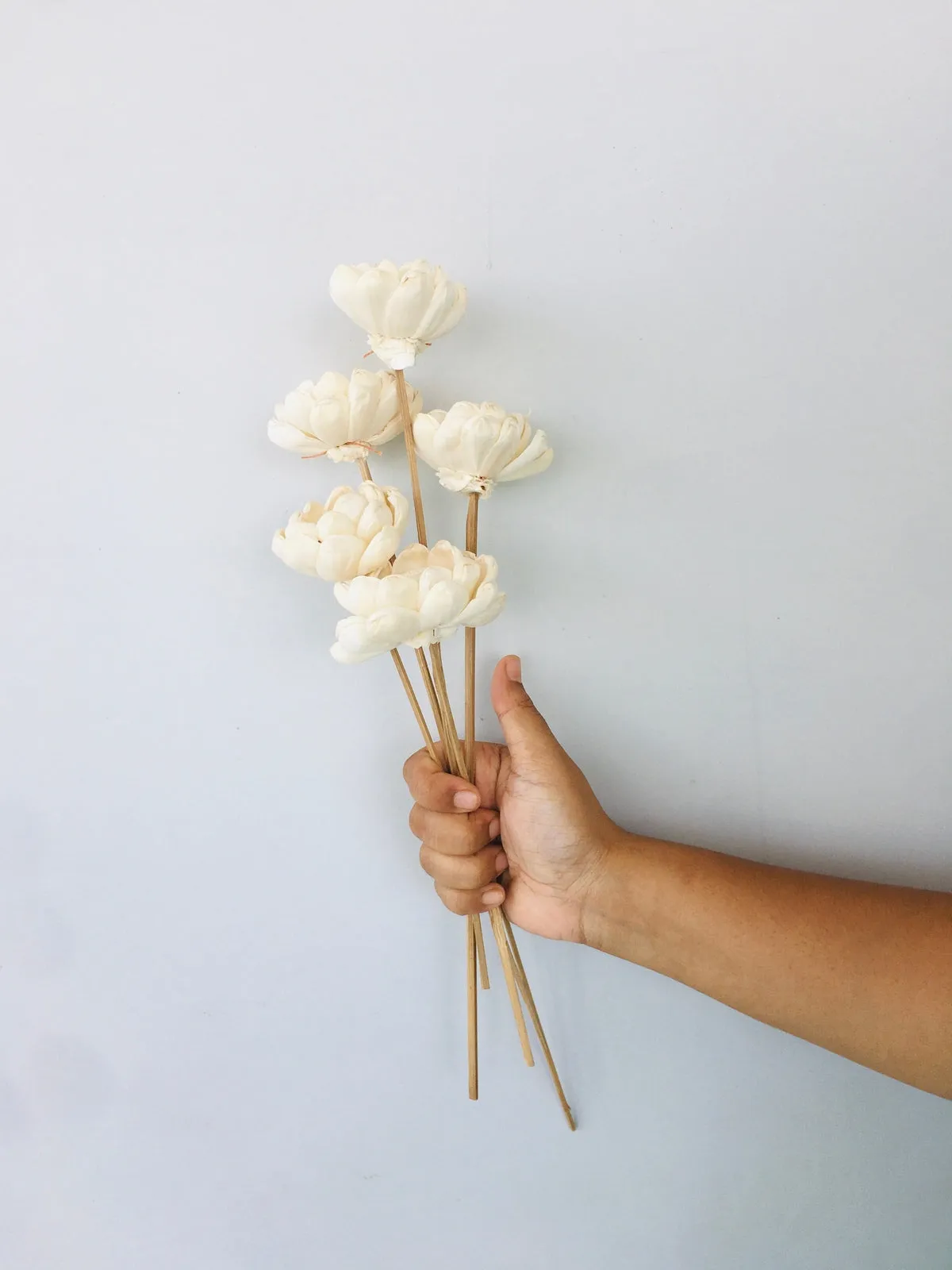 Beli Sola Flower | 5pcs