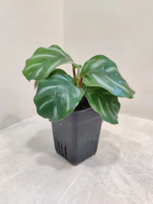Calathea Orbifolia White Plant