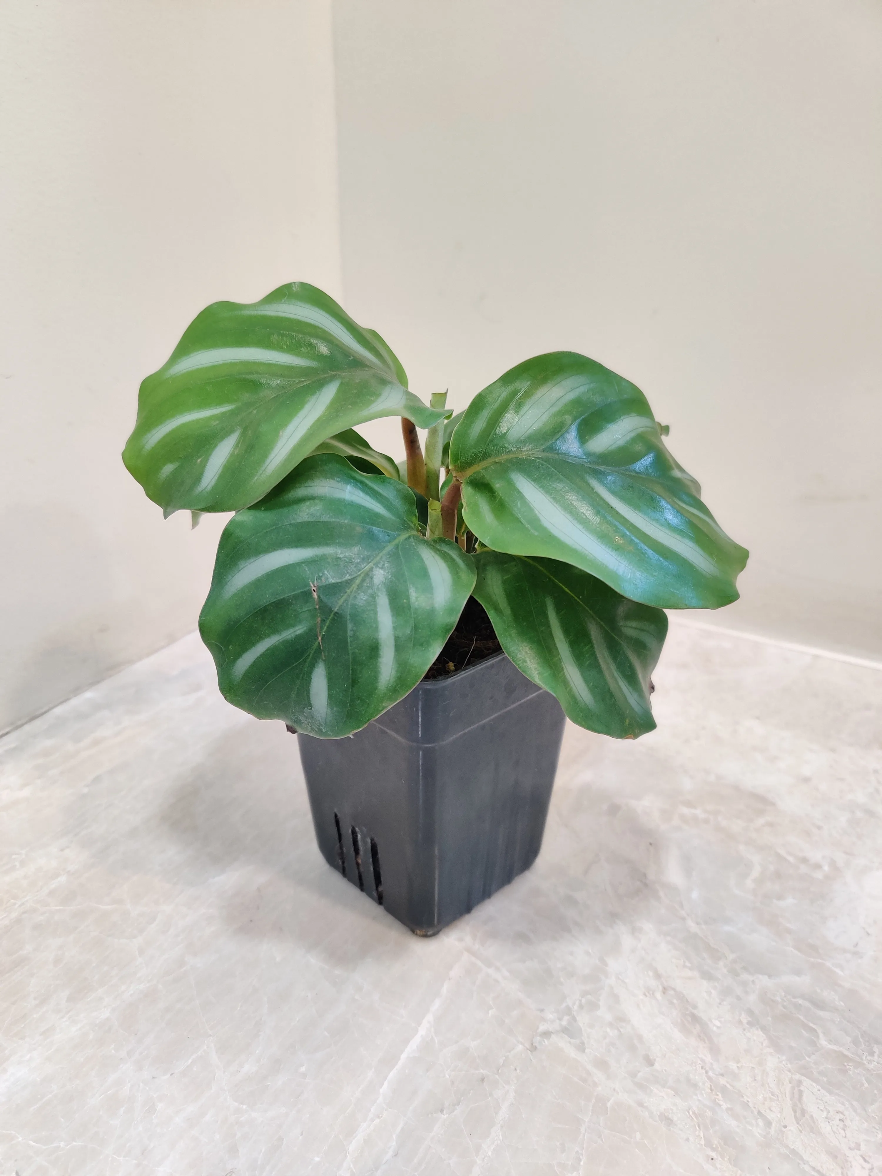 Calathea Orbifolia White Plant