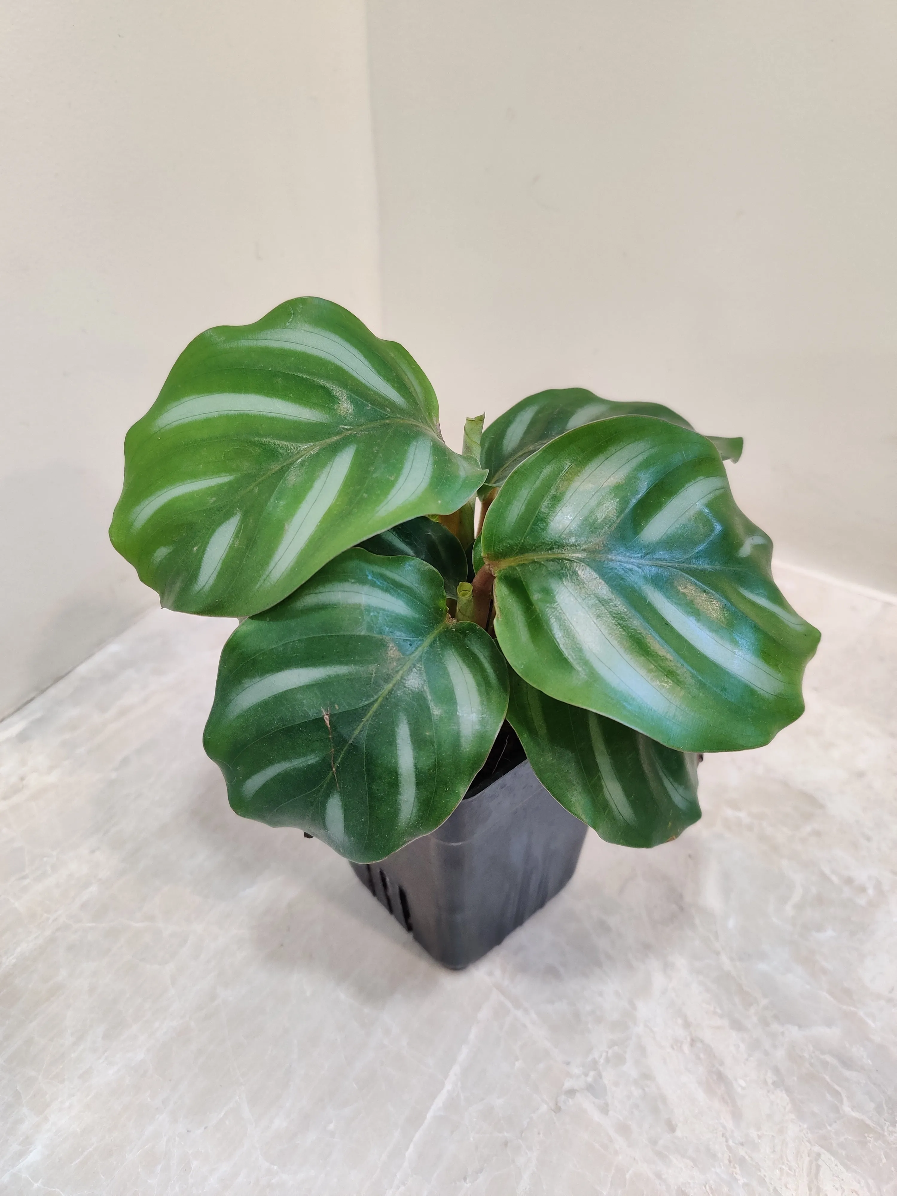 Calathea Orbifolia White Plant