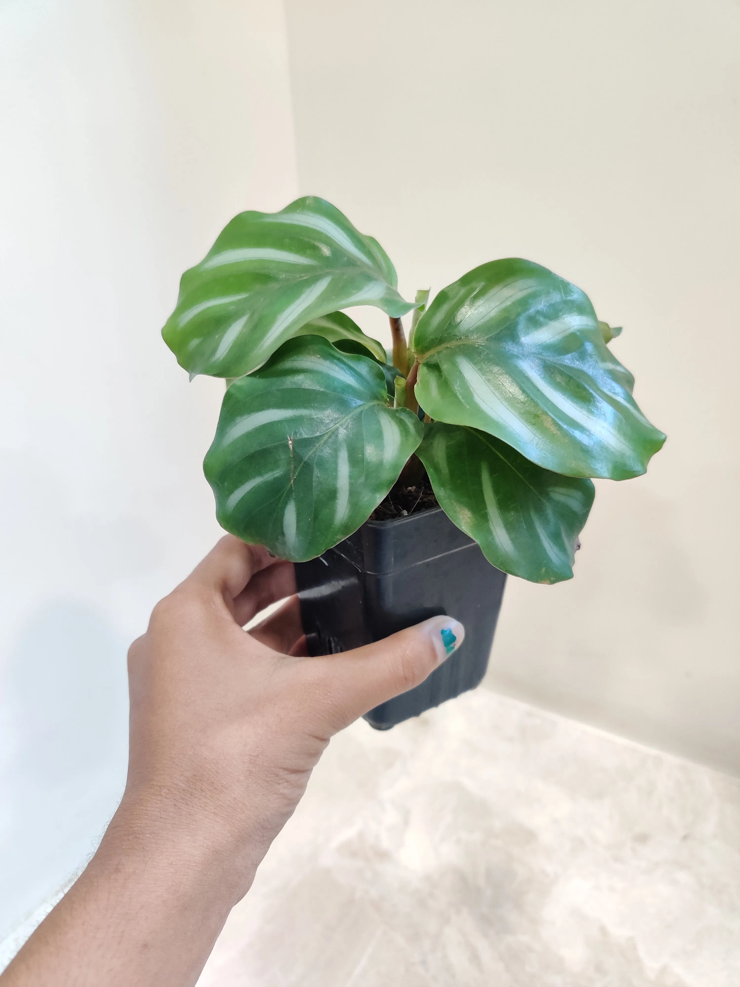 Calathea Orbifolia White Plant