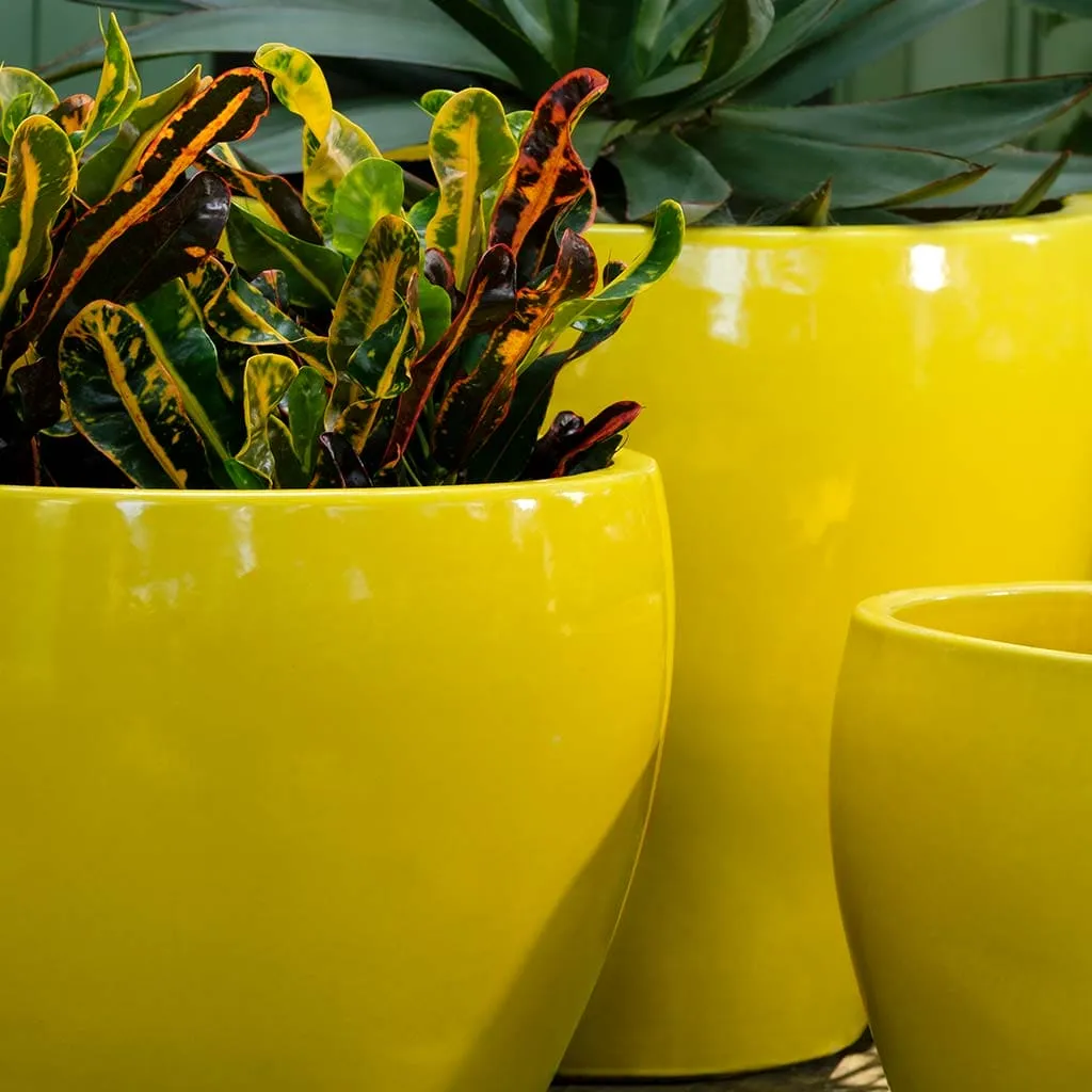 Campania International Cabachon Planter in Limon set of 3