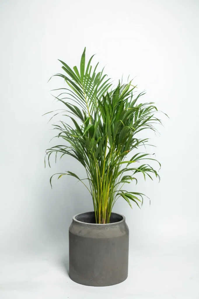 Concrete Planter Maison  L