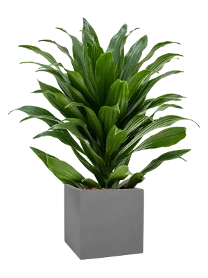 Dracaena fragrans 'Compacta' in Natural Office Plant With Pot 64cm Height 18.5cm Dia