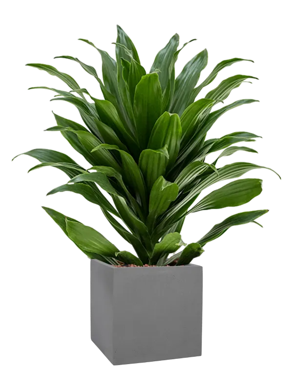 Dracaena fragrans 'Compacta' in Natural Office Plant With Pot 64cm Height 18.5cm Dia