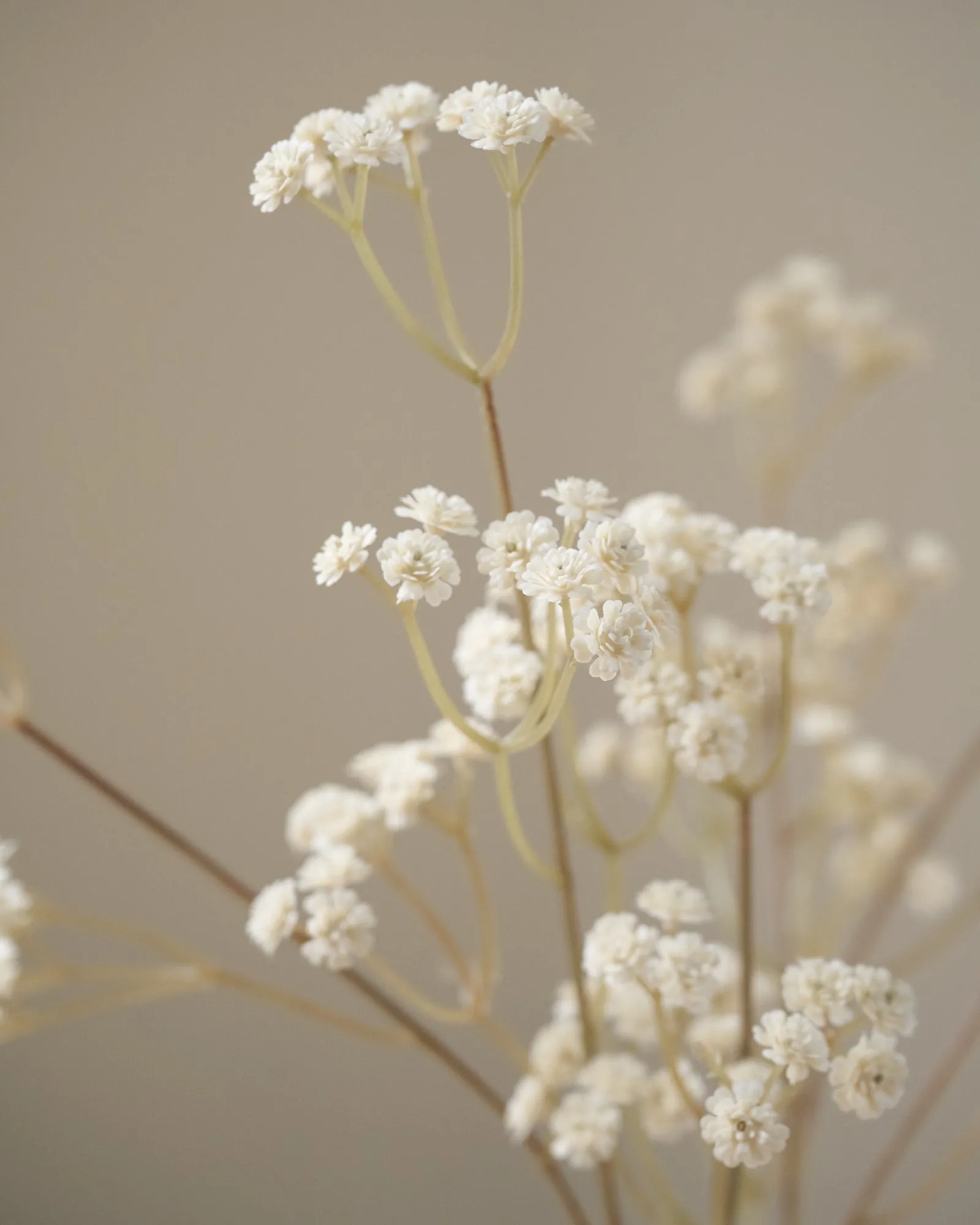 Faux Flower Baby Breath Brown/White