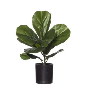 Fiddle Pot Plant 30cm