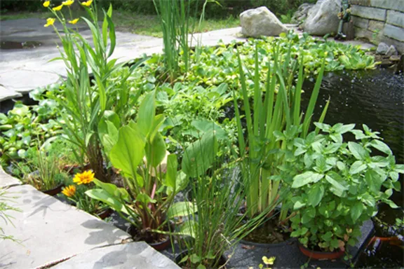 Floating Island Planters
