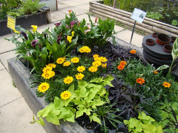 Floating Island Planters