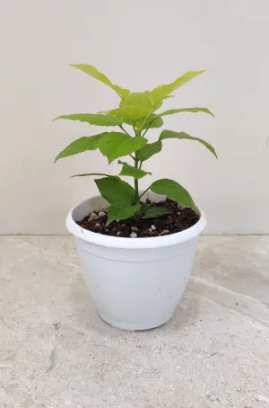 Golden Radermachera Plant
