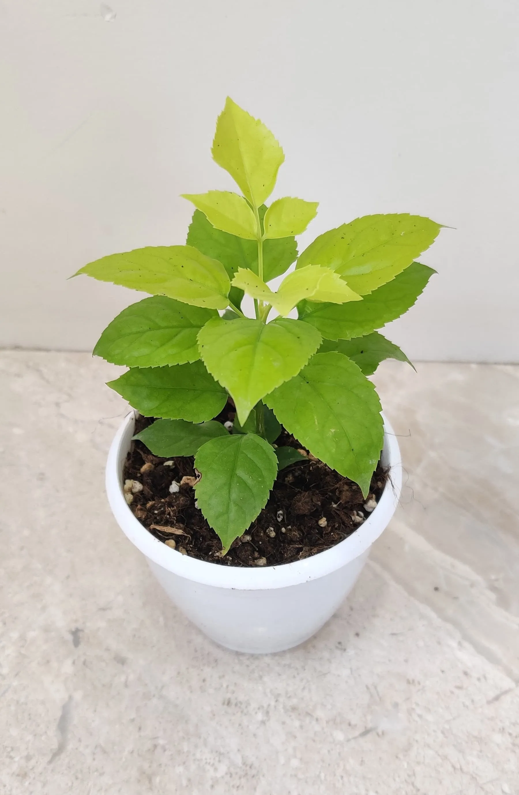 Golden Radermachera Plant