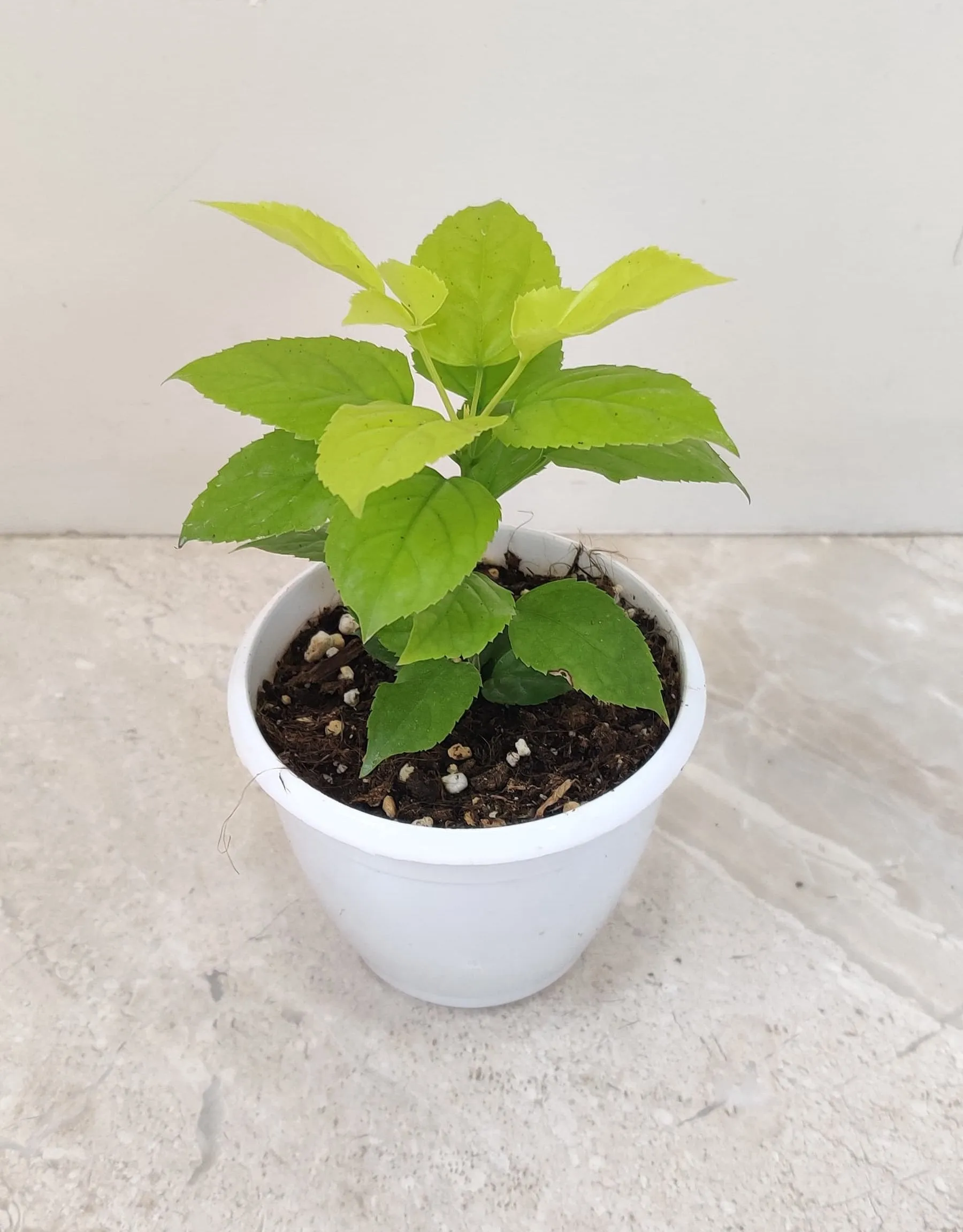 Golden Radermachera Plant