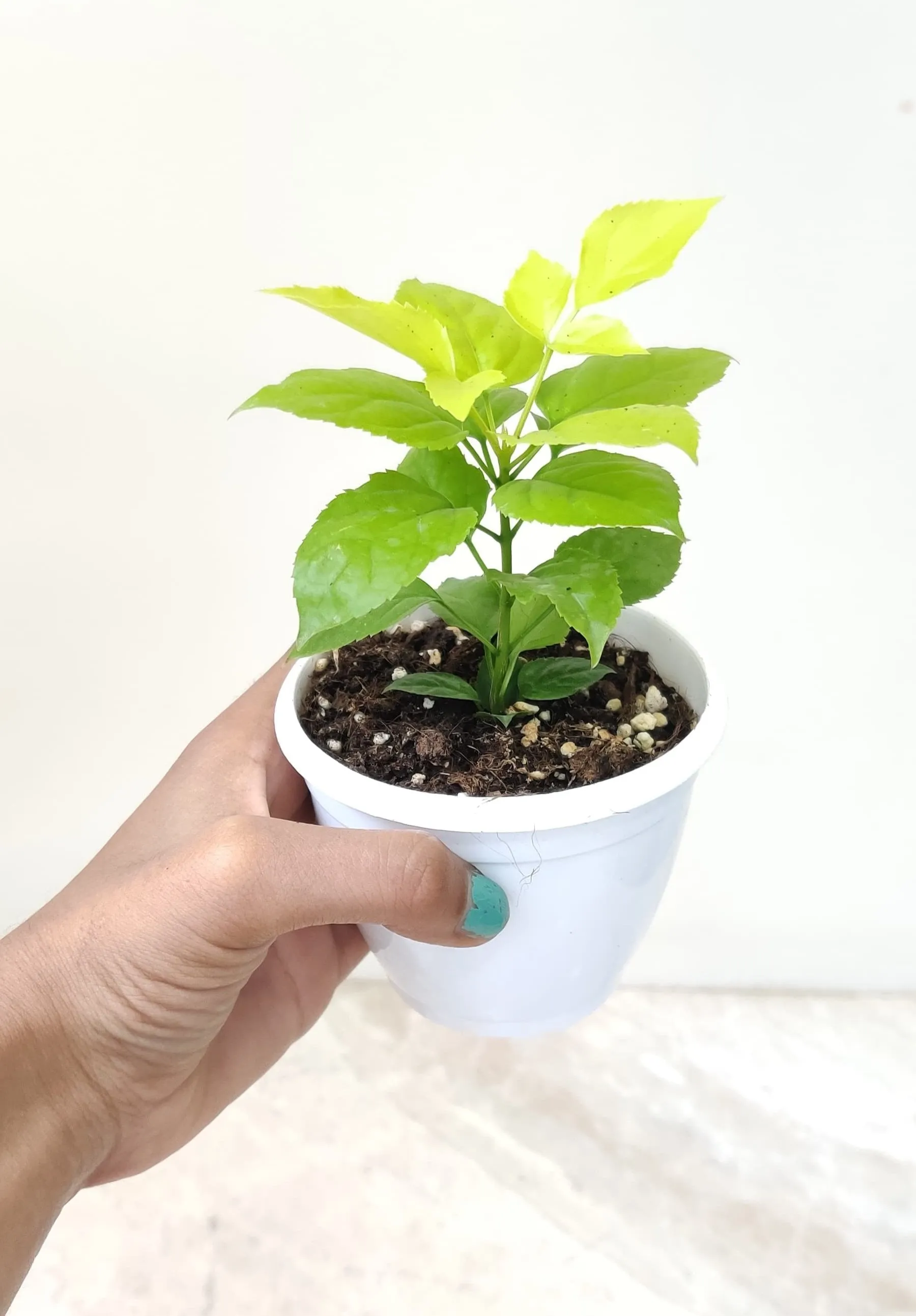 Golden Radermachera Plant