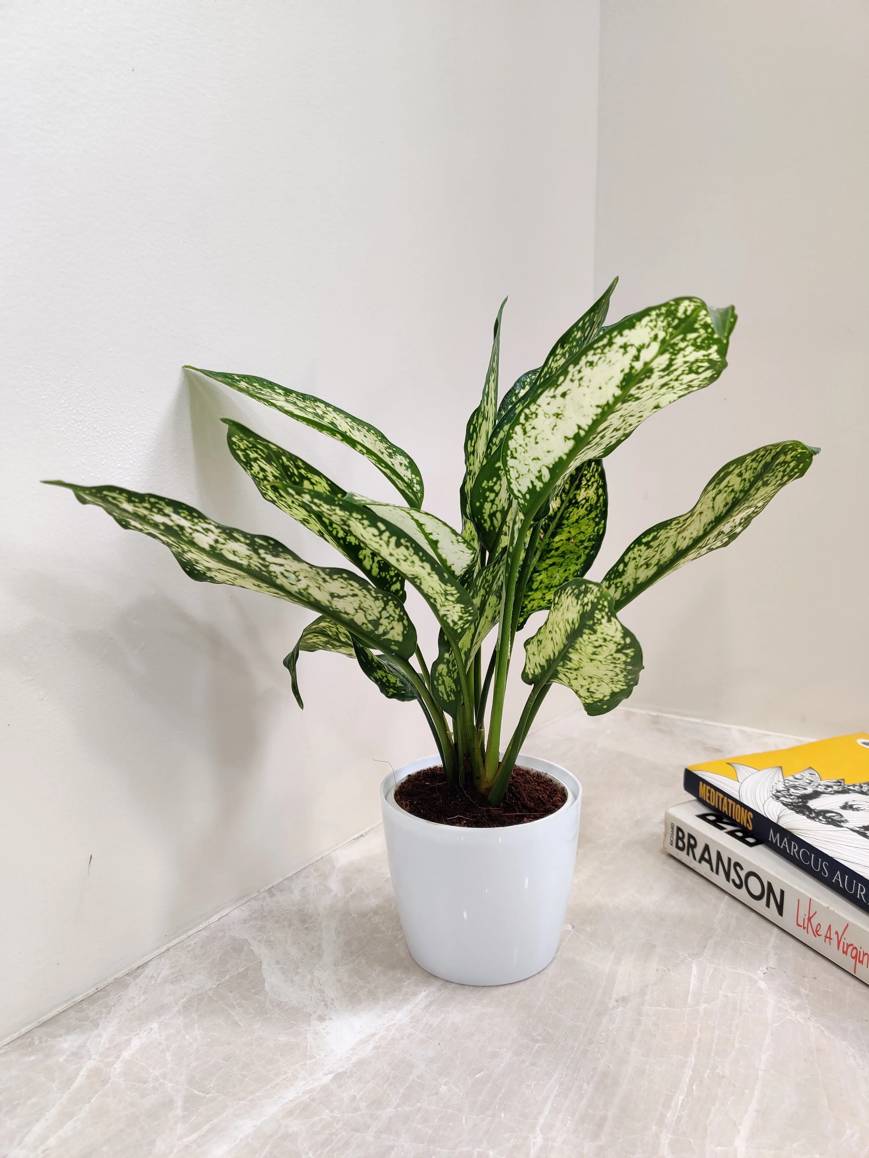 Healthy Aglaonema Snow White plant Corporate Gift