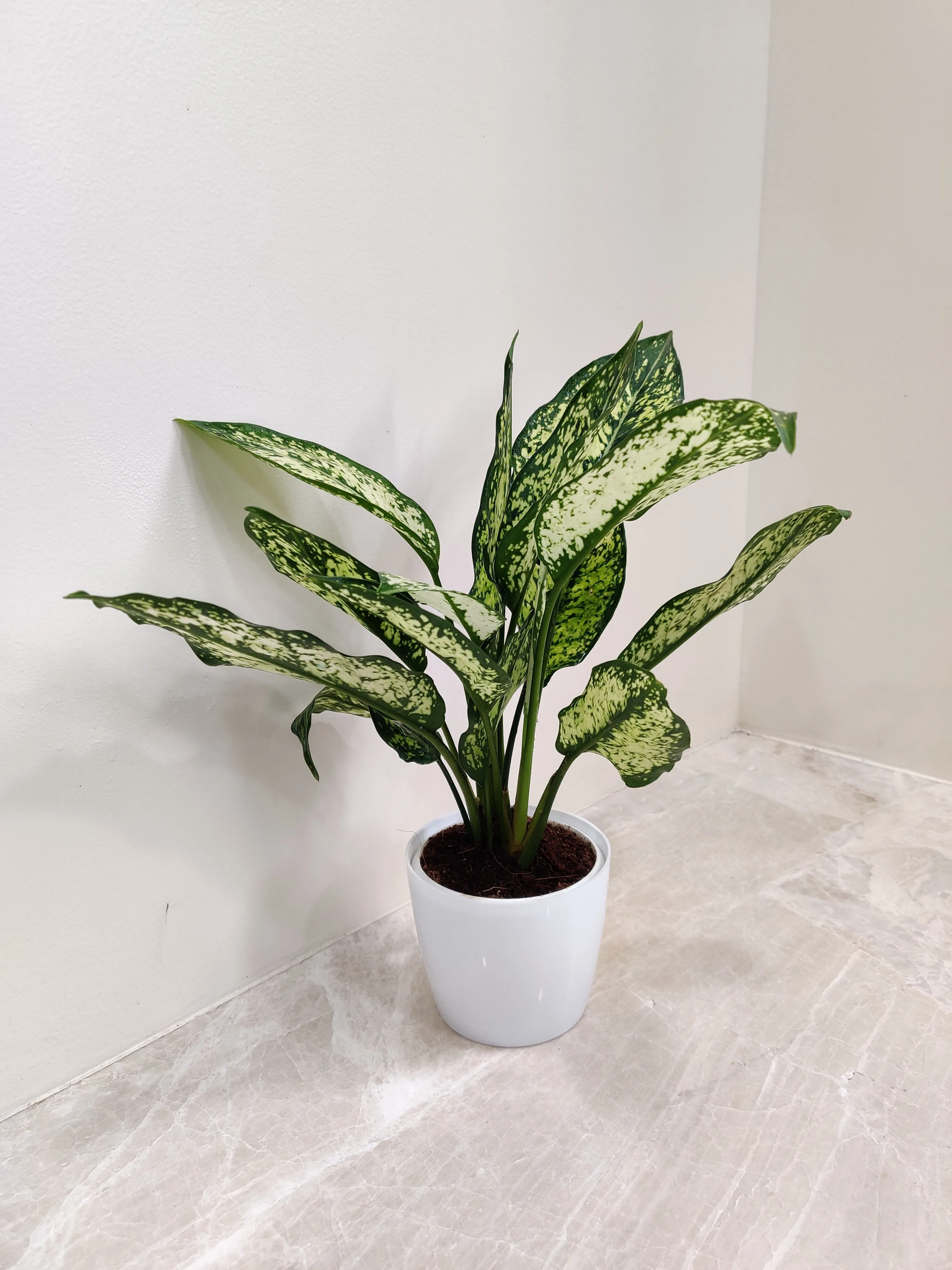Healthy Aglaonema Snow White plant Corporate Gift
