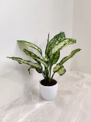 Healthy Aglaonema Snow White plant Corporate Gift