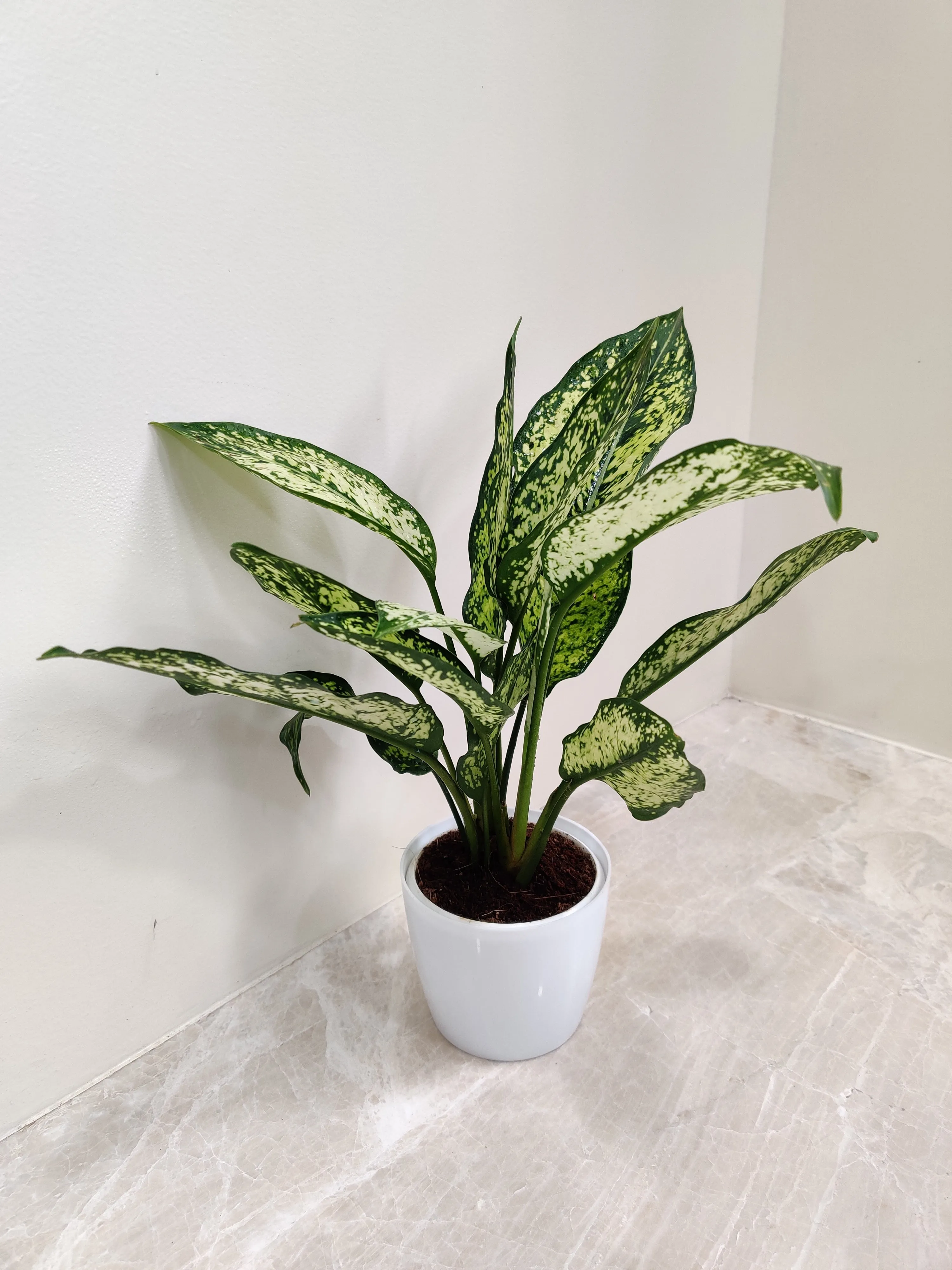 Healthy Aglaonema Snow White plant Corporate Gift
