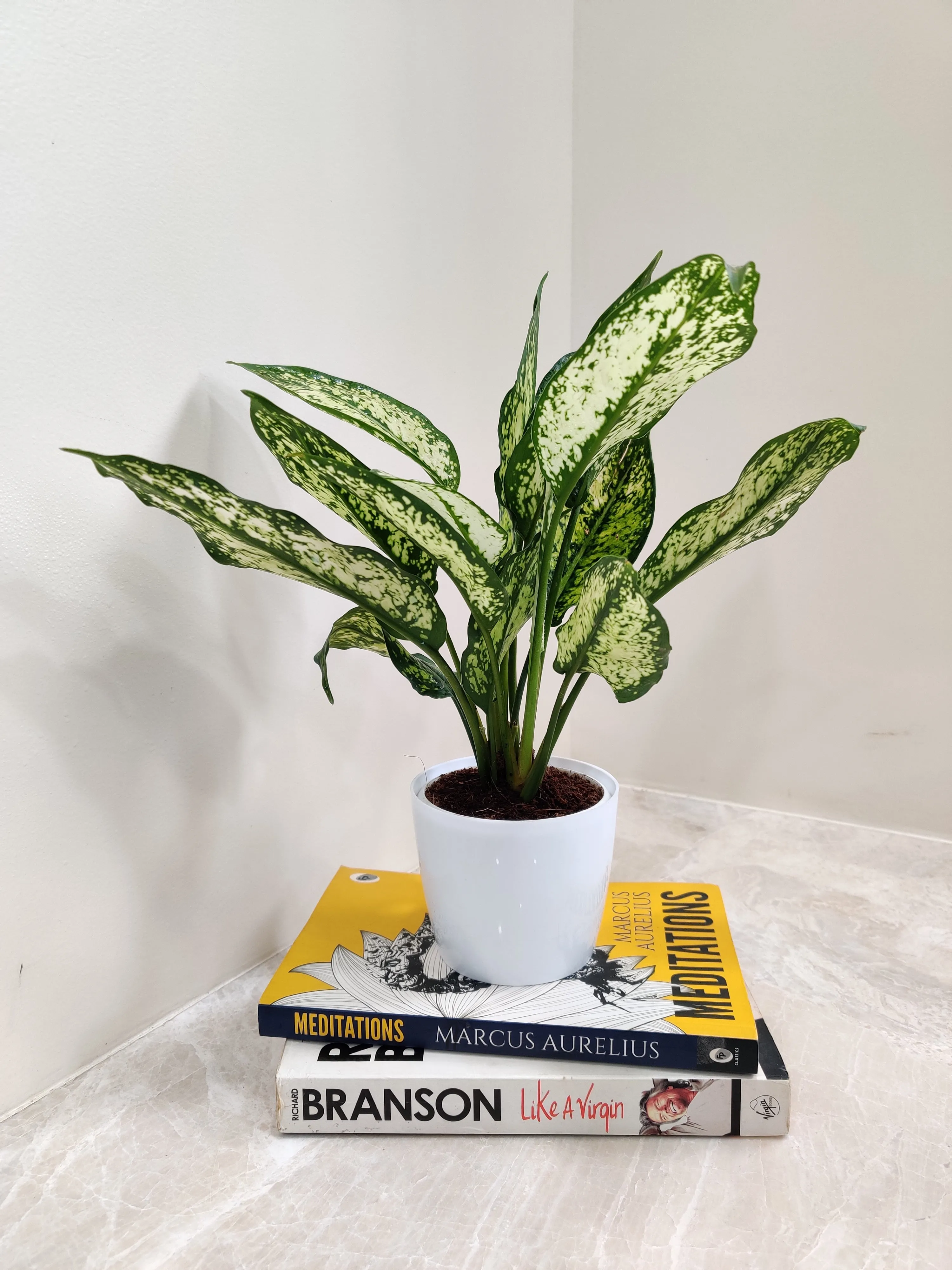 Healthy Aglaonema Snow White plant Corporate Gift