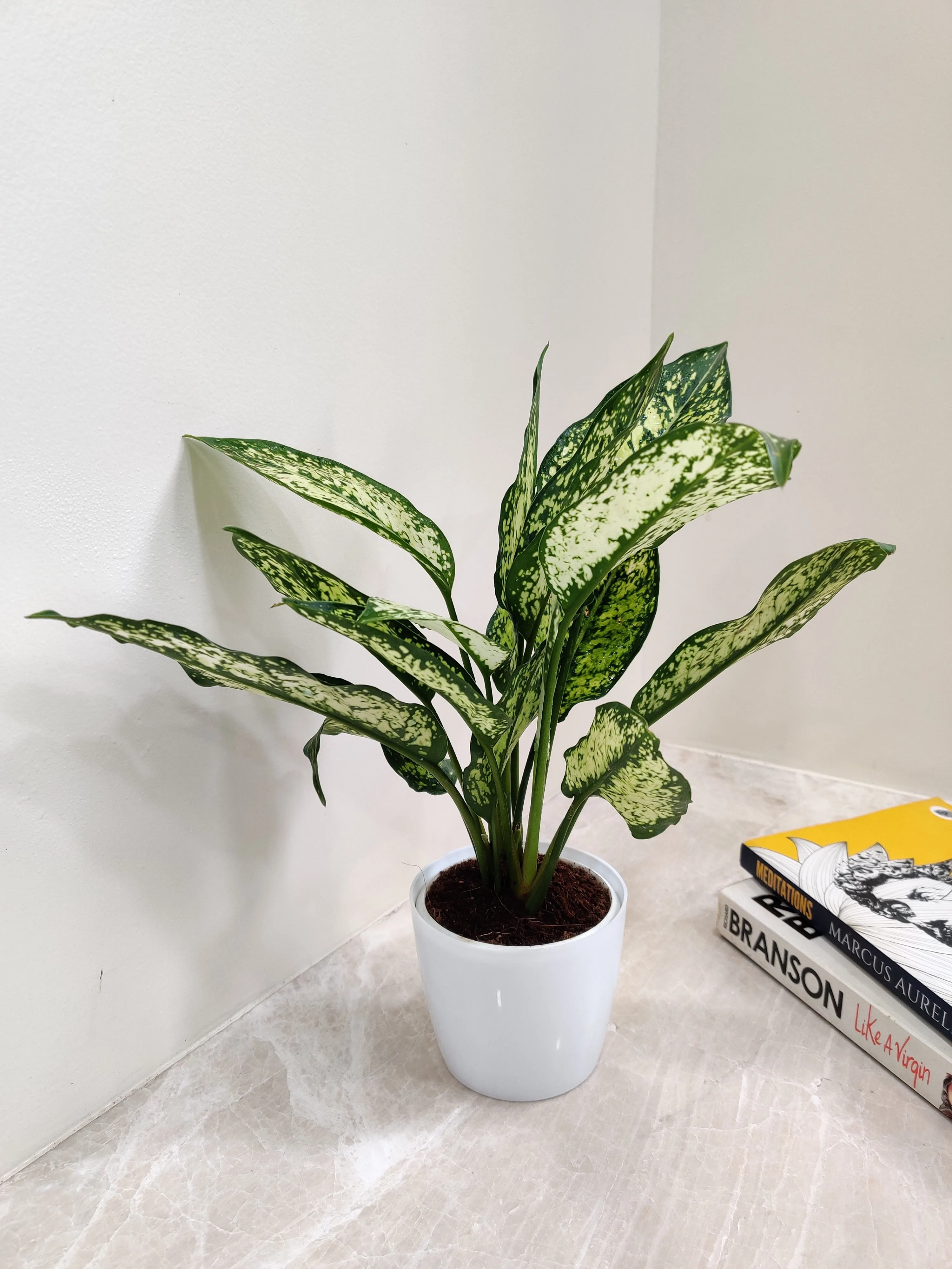 Healthy Aglaonema Snow White plant Corporate Gift