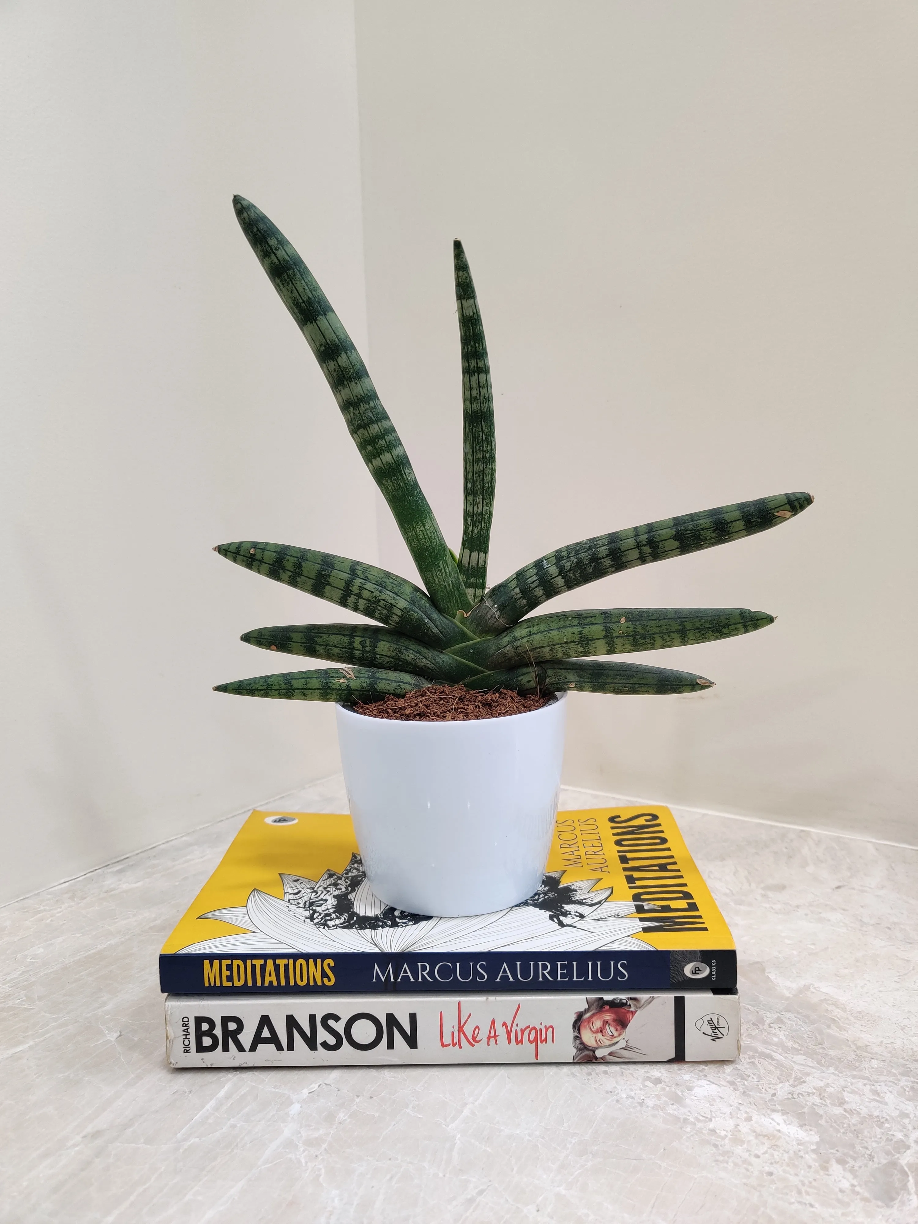 Healthy Growth Boncel Snake Plant for Corporate Gifting