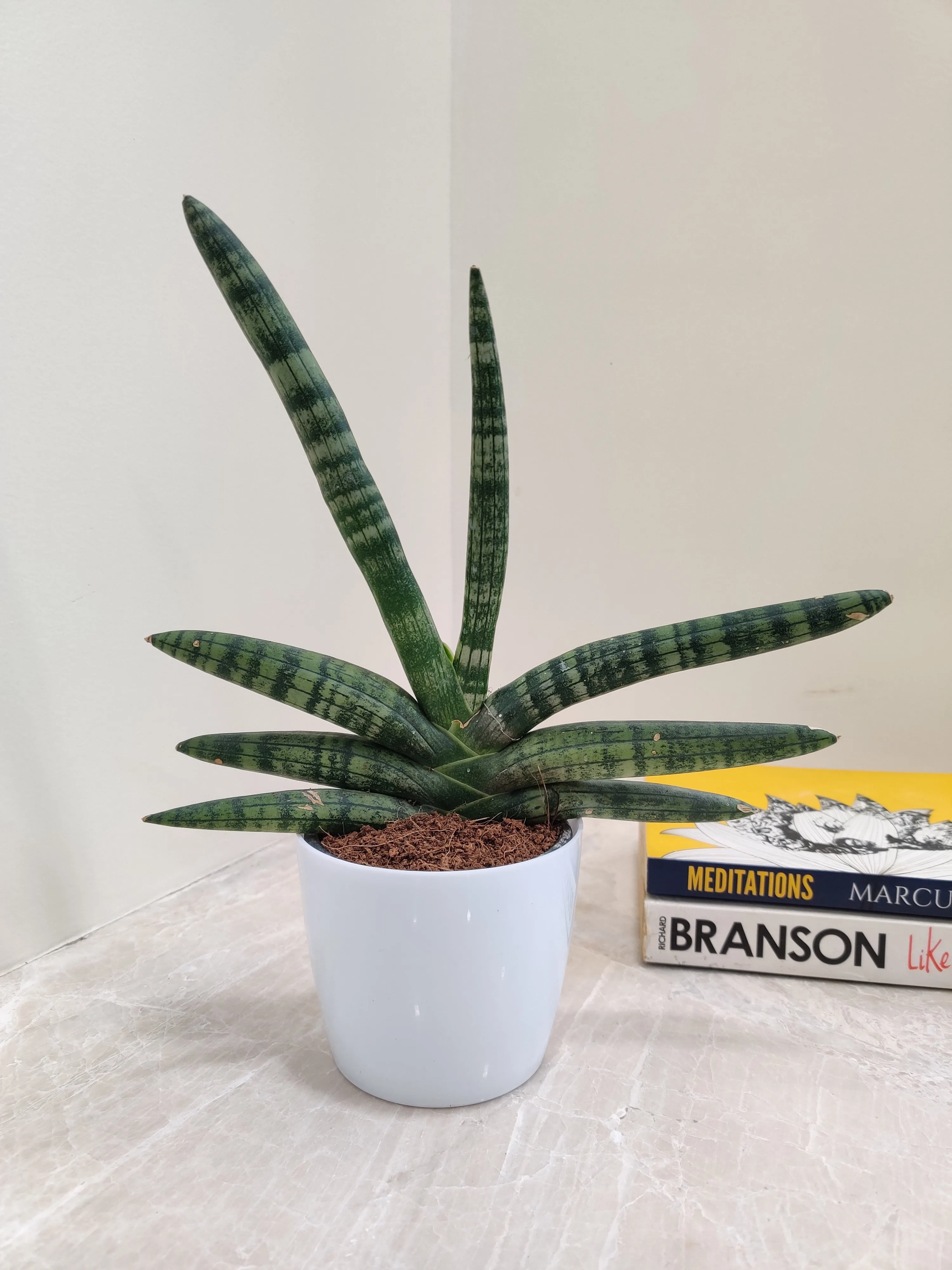 Healthy Growth Boncel Snake Plant for Corporate Gifting