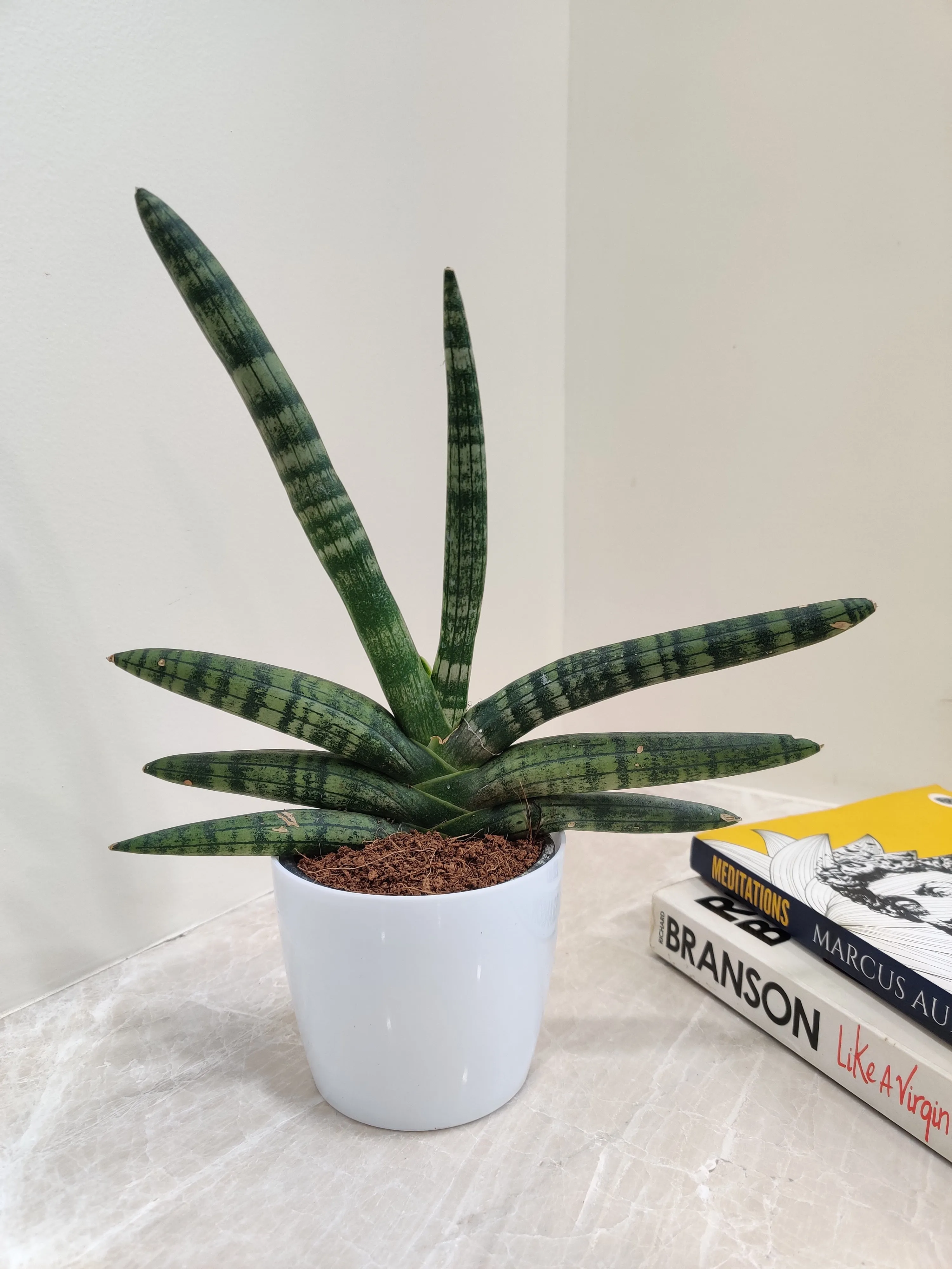 Healthy Growth Boncel Snake Plant for Corporate Gifting