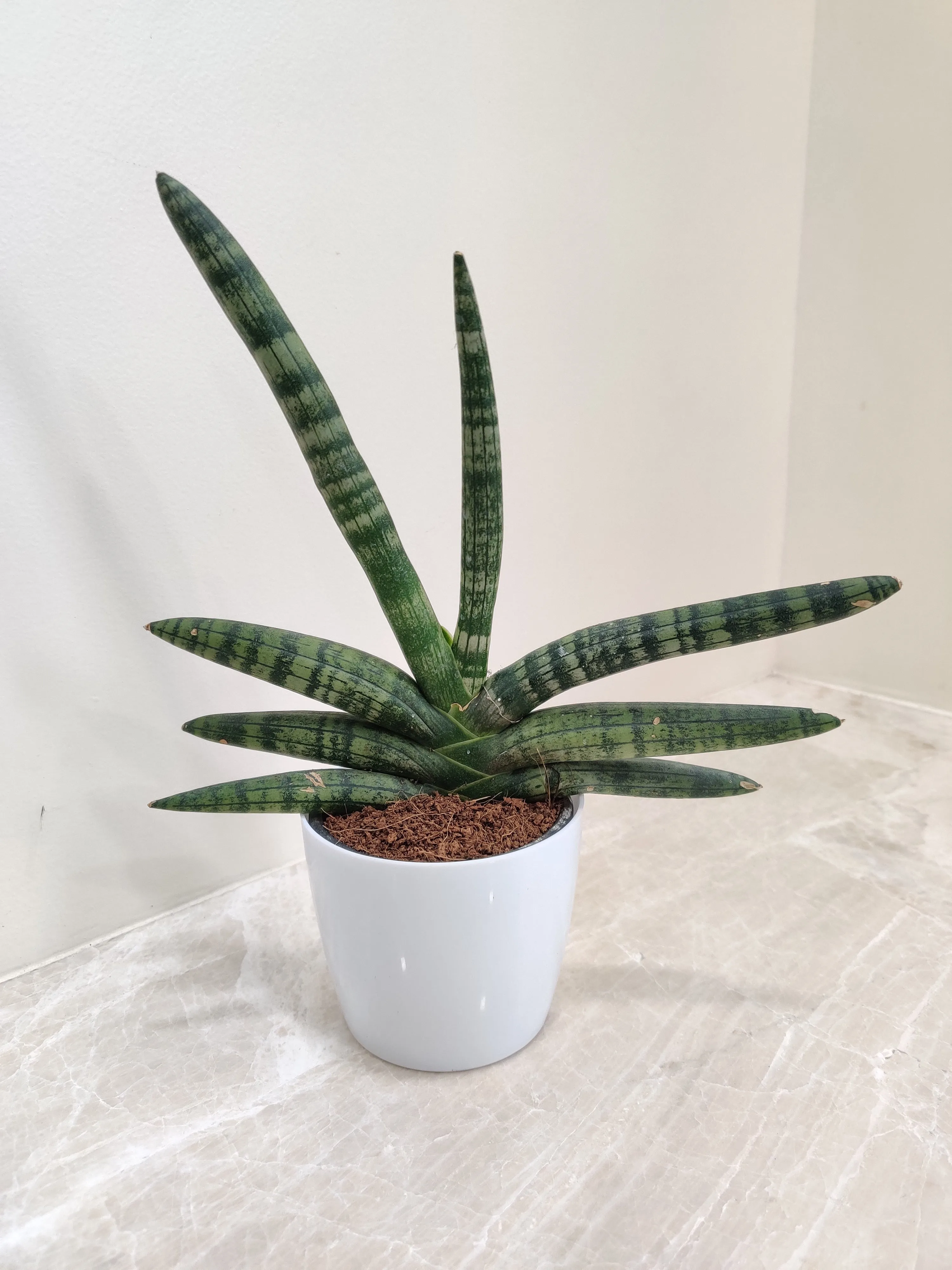 Healthy Growth Boncel Snake Plant for Corporate Gifting