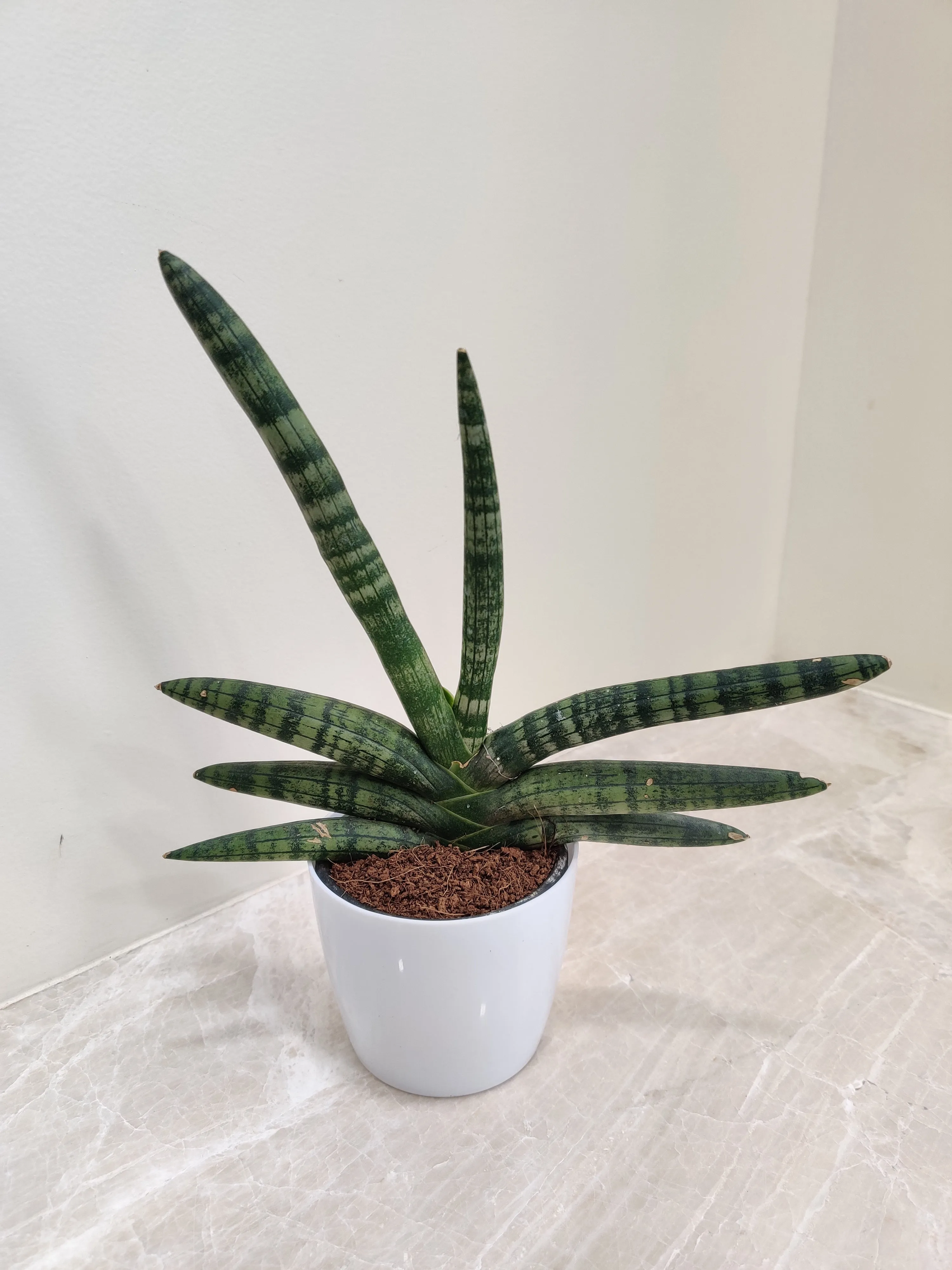 Healthy Growth Boncel Snake Plant for Corporate Gifting