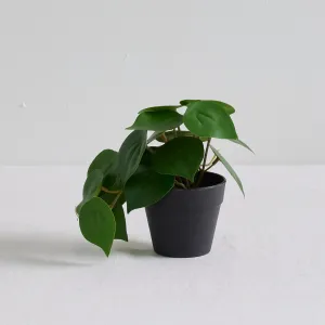 Raindrop Peperomia Plant