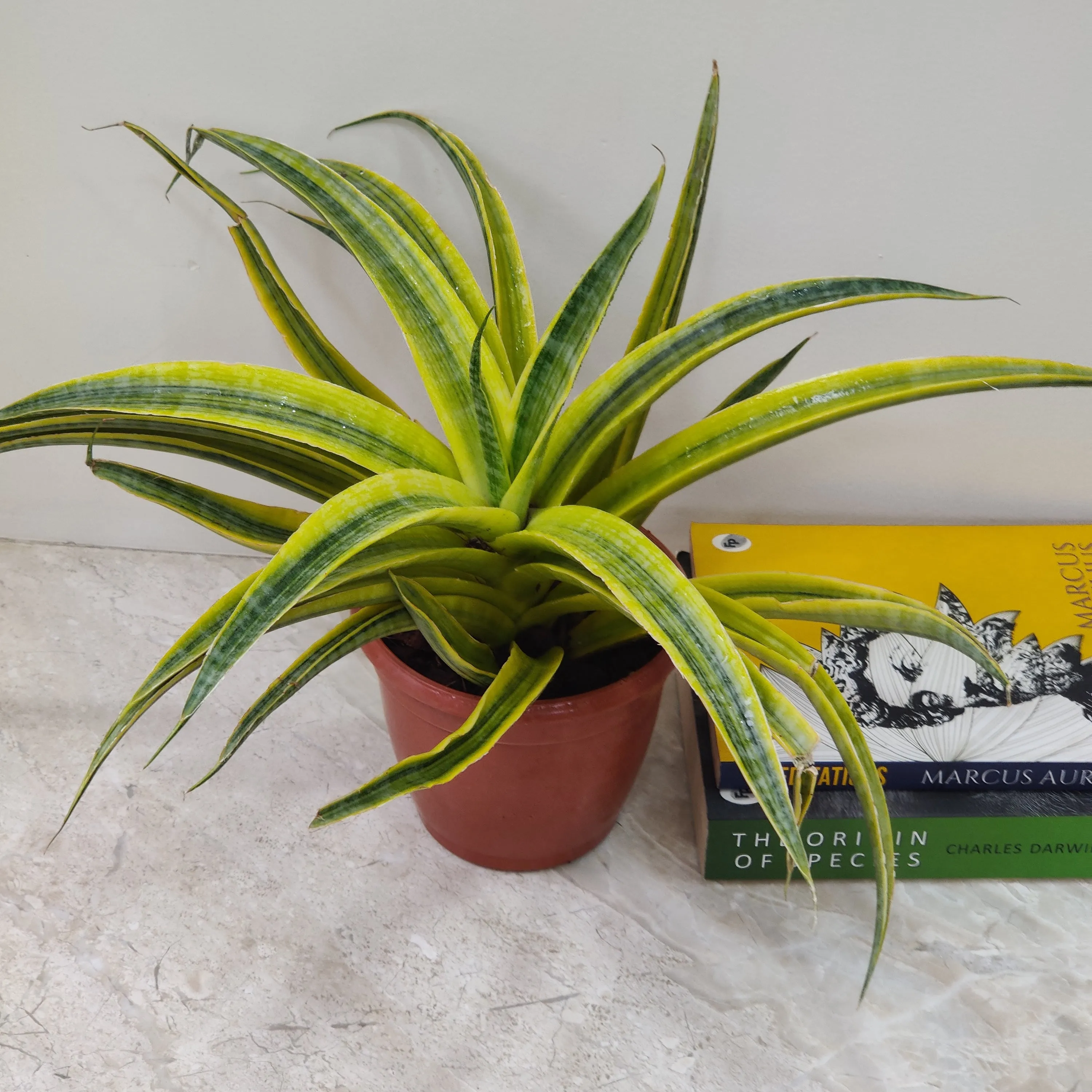 Sansevieria Trifasciata Siam Gold Plant