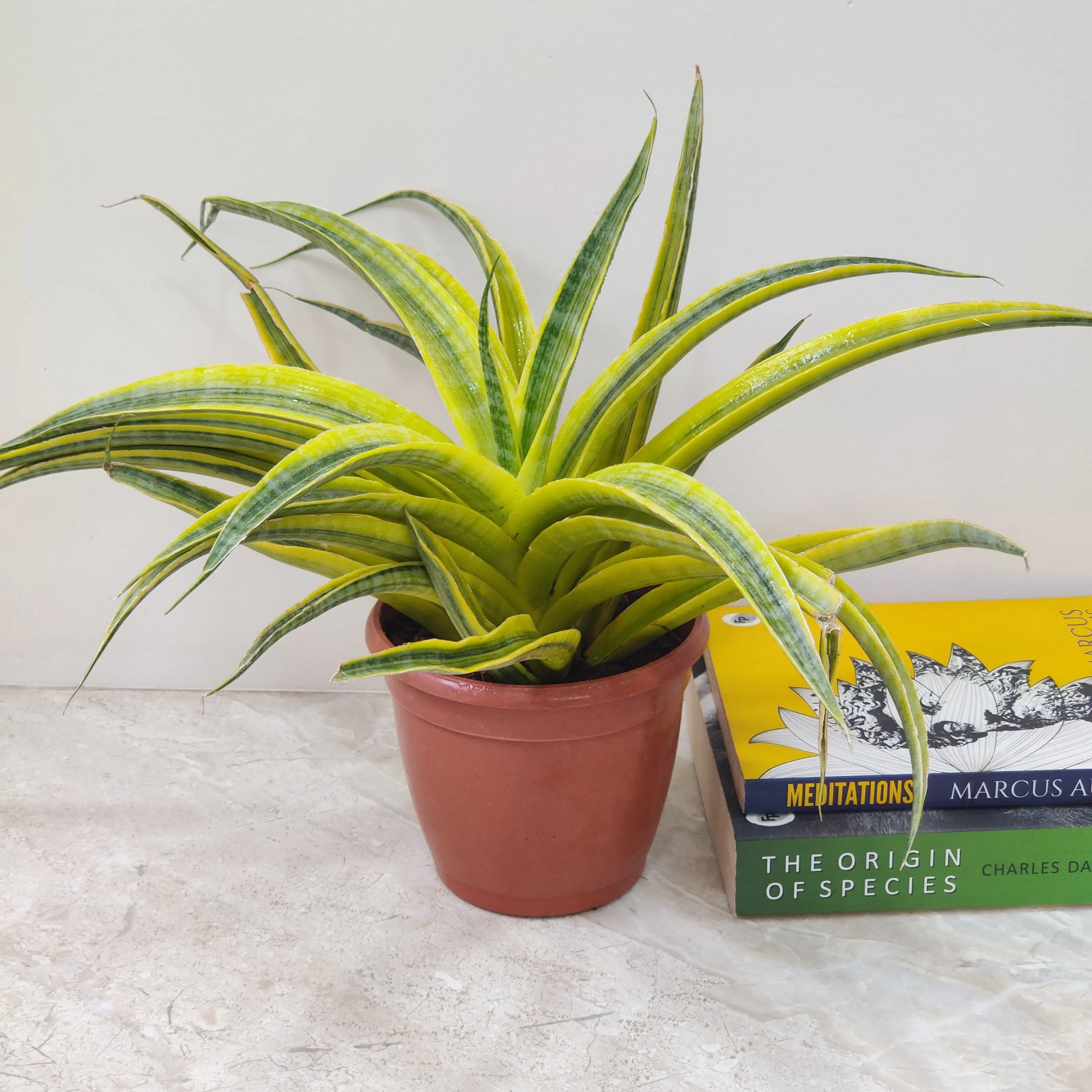 Sansevieria Trifasciata Siam Gold Plant