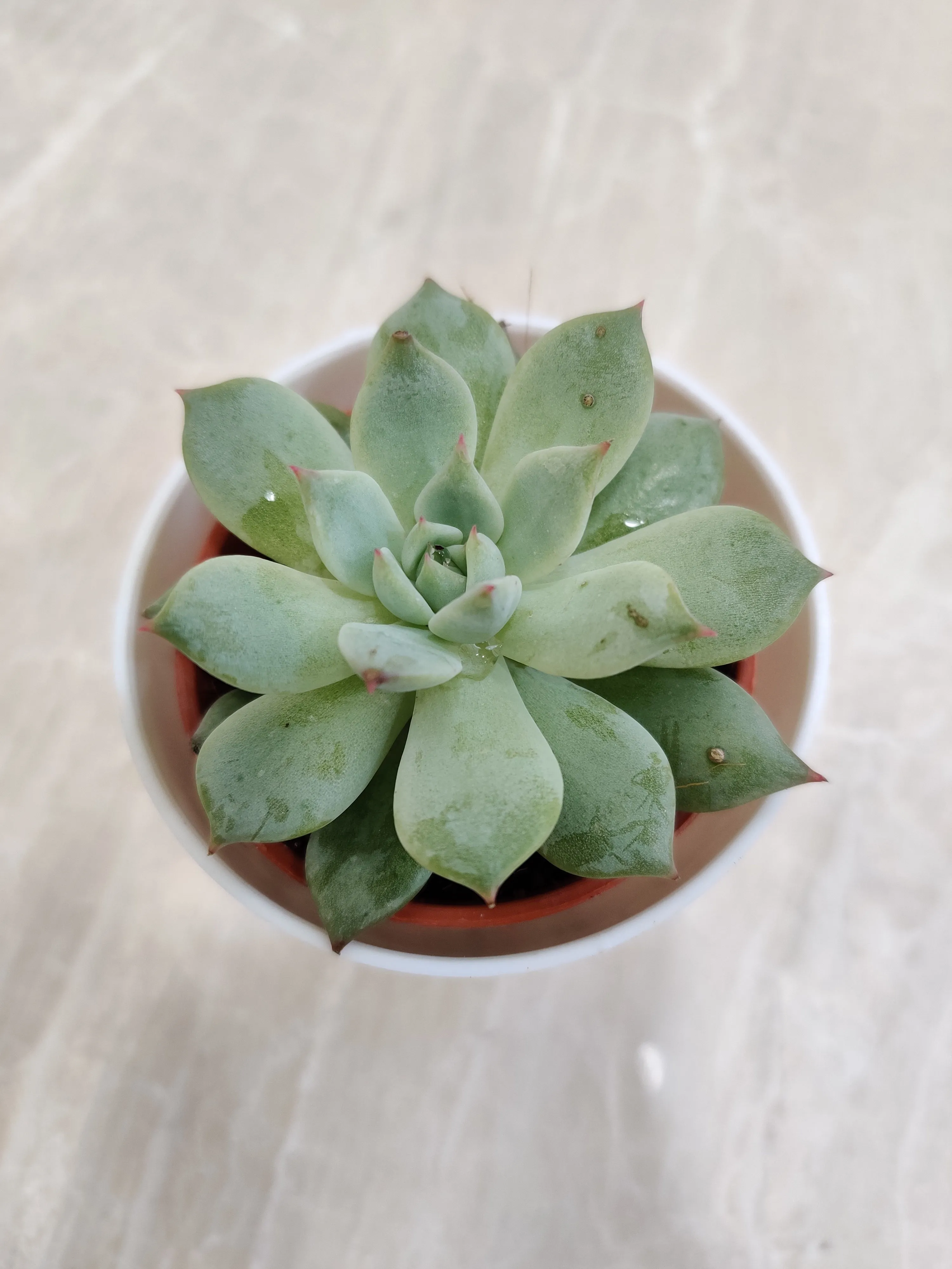 Sleek Succulent Desk Companion for Corporate Gifting