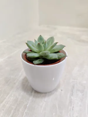Sleek Succulent Desk Companion for Corporate Gifting