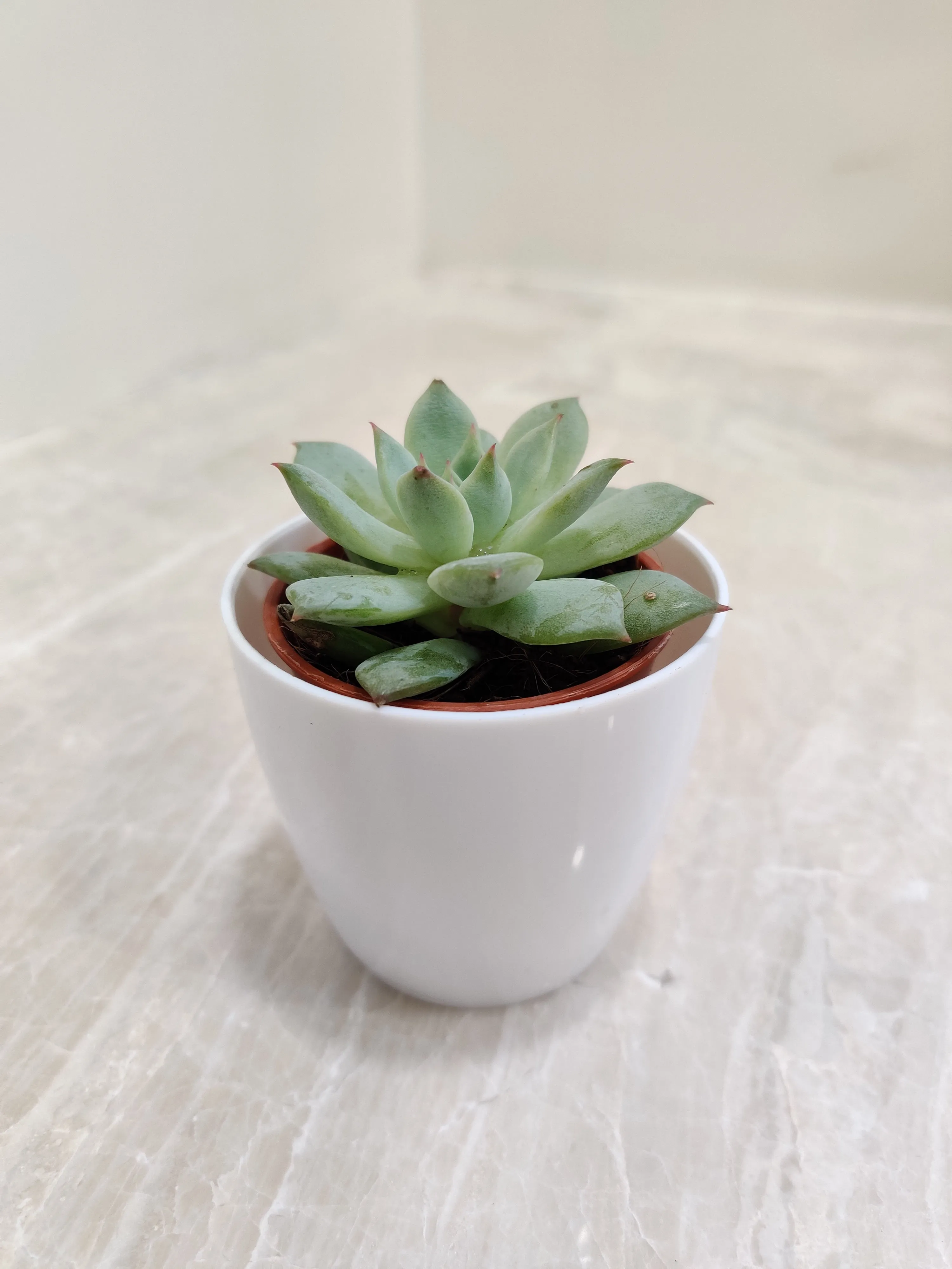 Sleek Succulent Desk Companion for Corporate Gifting