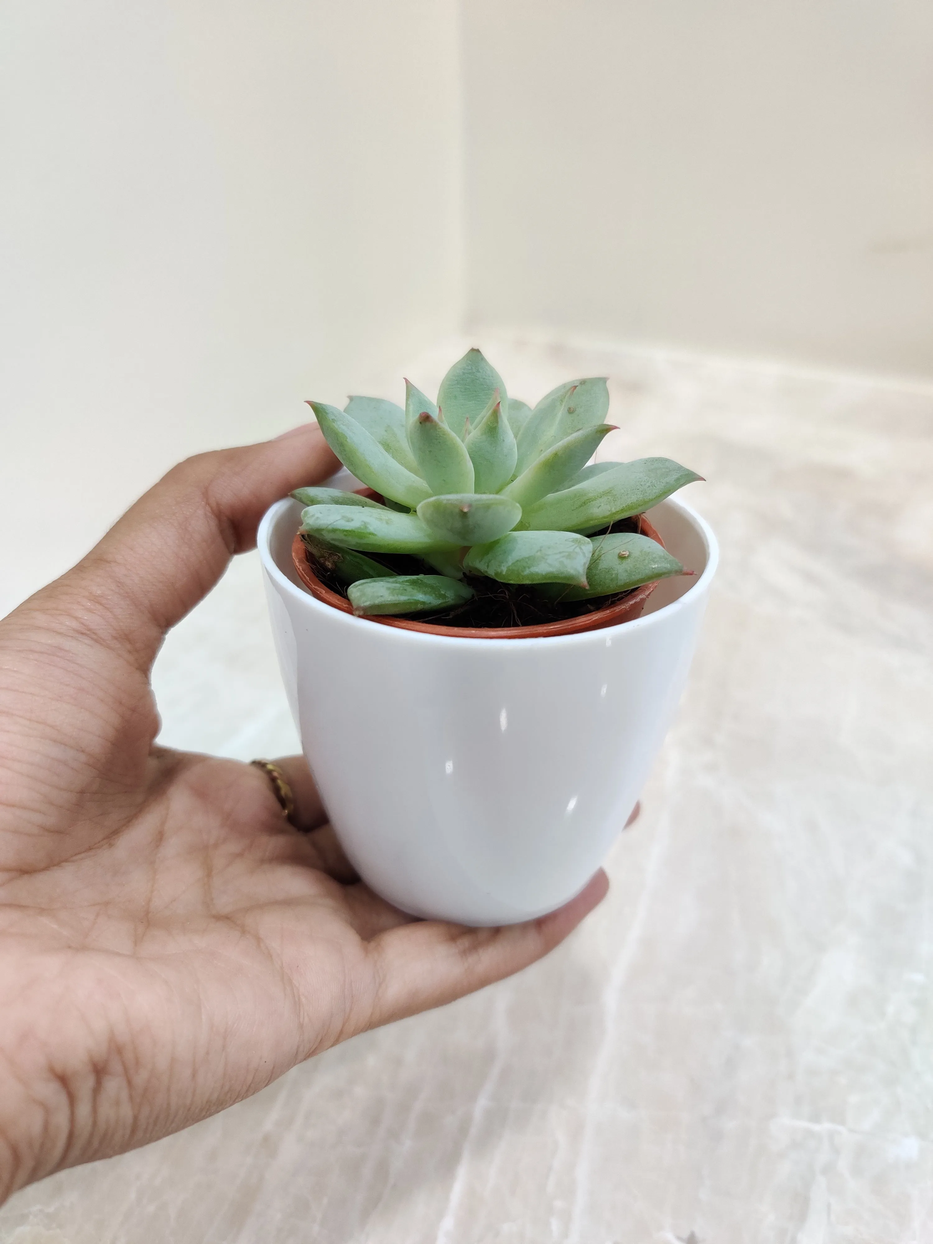 Sleek Succulent Desk Companion for Corporate Gifting