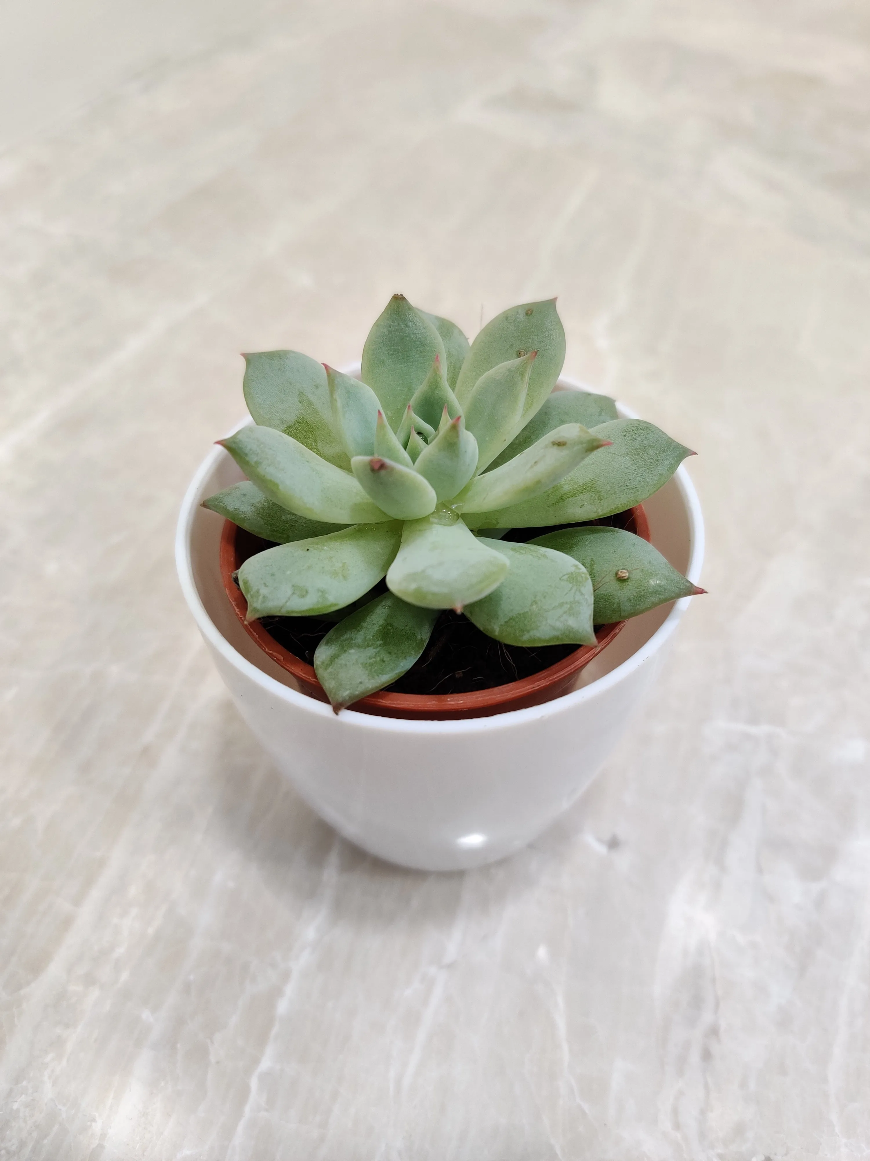 Sleek Succulent Desk Companion for Corporate Gifting