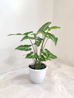Syngonium Green Gold Plant