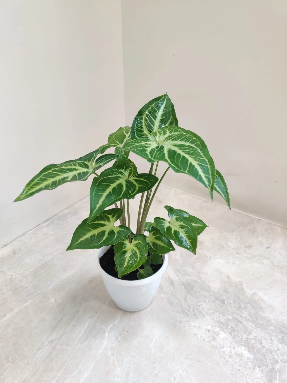 Syngonium Green Gold Plant