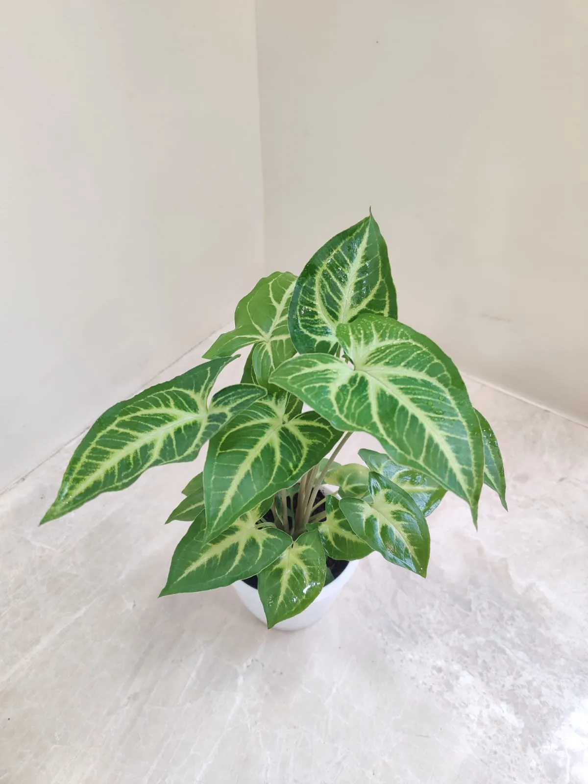 Syngonium Green Gold Plant