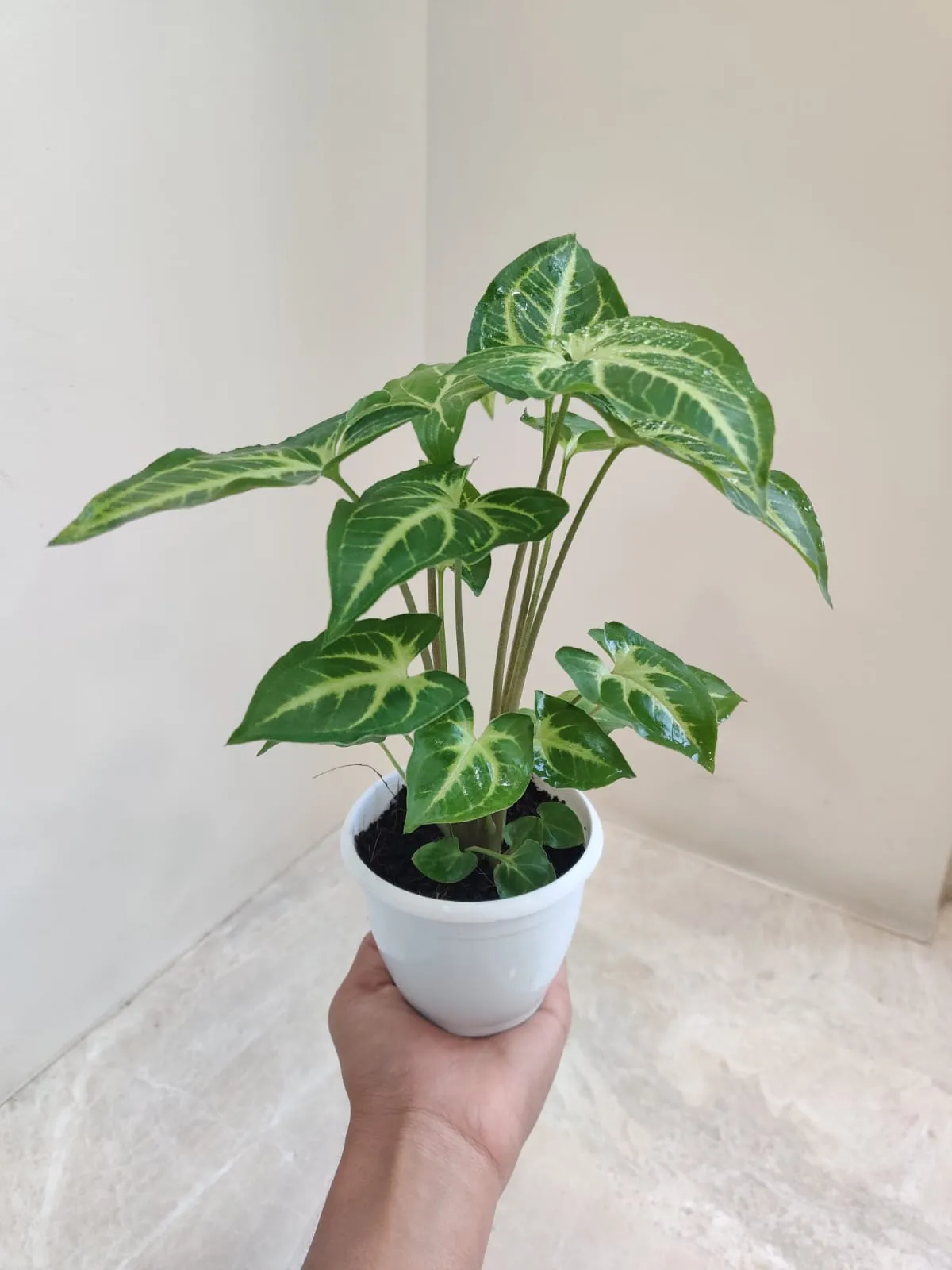 Syngonium Green Gold Plant