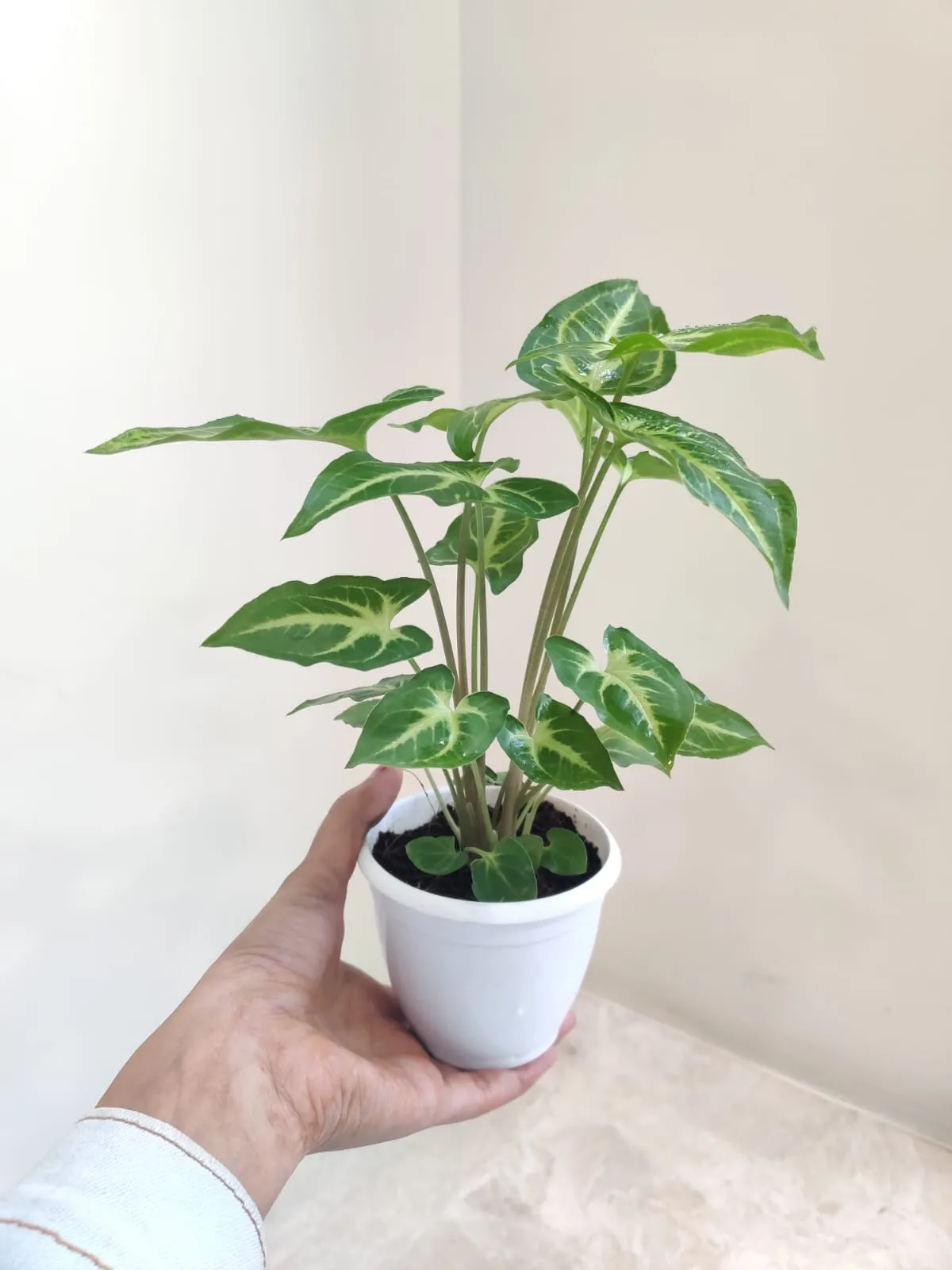Syngonium Green Gold Plant