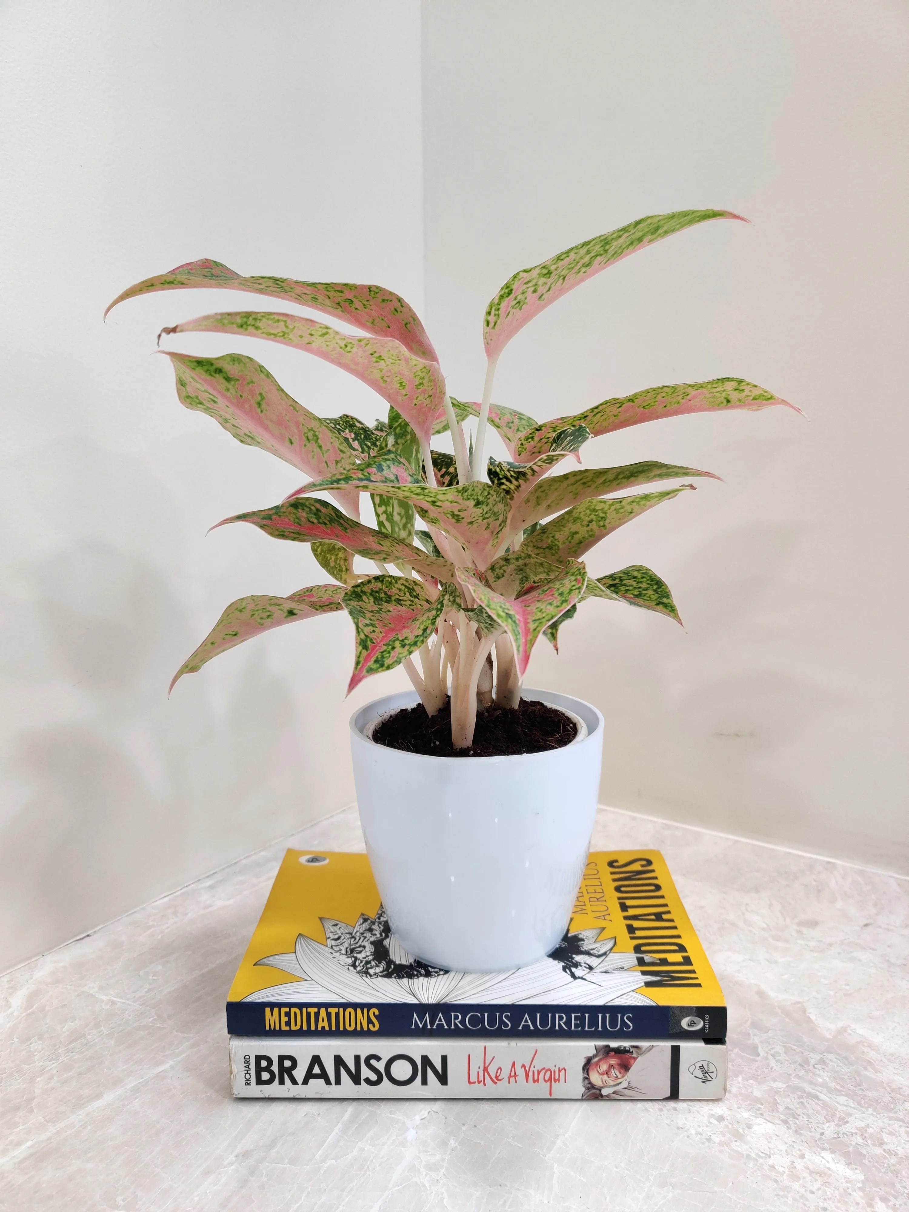 Vibrant Aglaonema Firework Plant for Corporate Gift