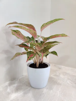 Vibrant Aglaonema Firework Plant for Corporate Gift