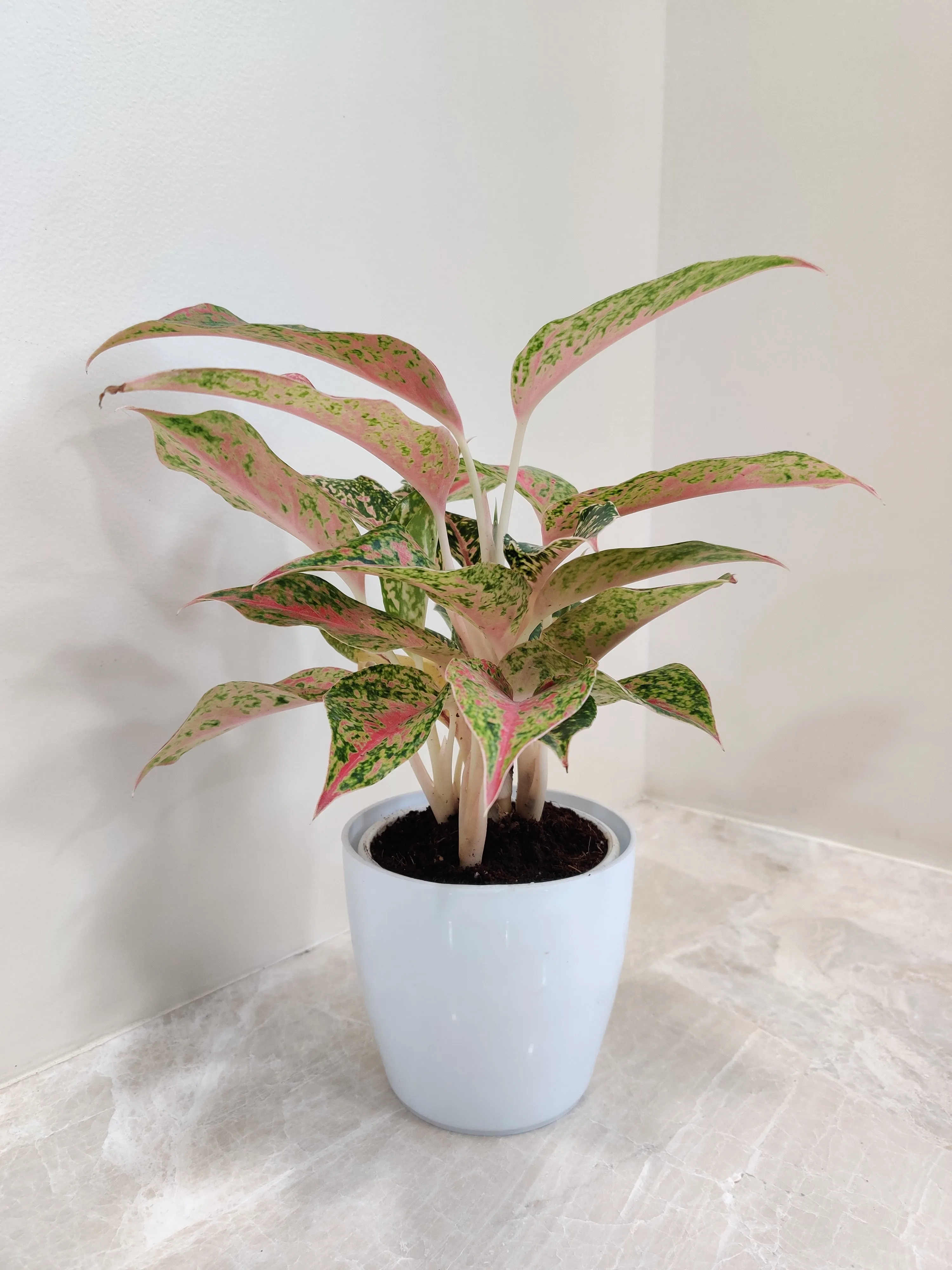 Vibrant Aglaonema Firework Plant for Corporate Gift