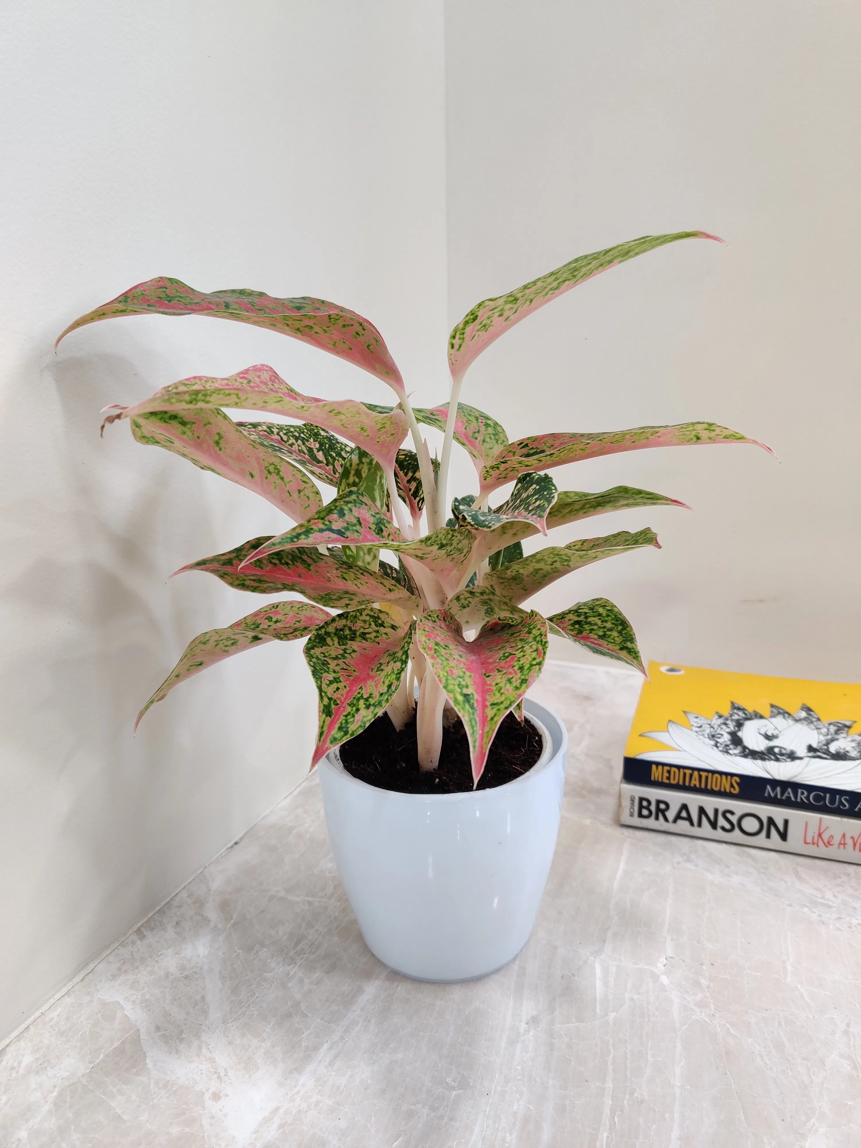 Vibrant Aglaonema Firework Plant for Corporate Gift