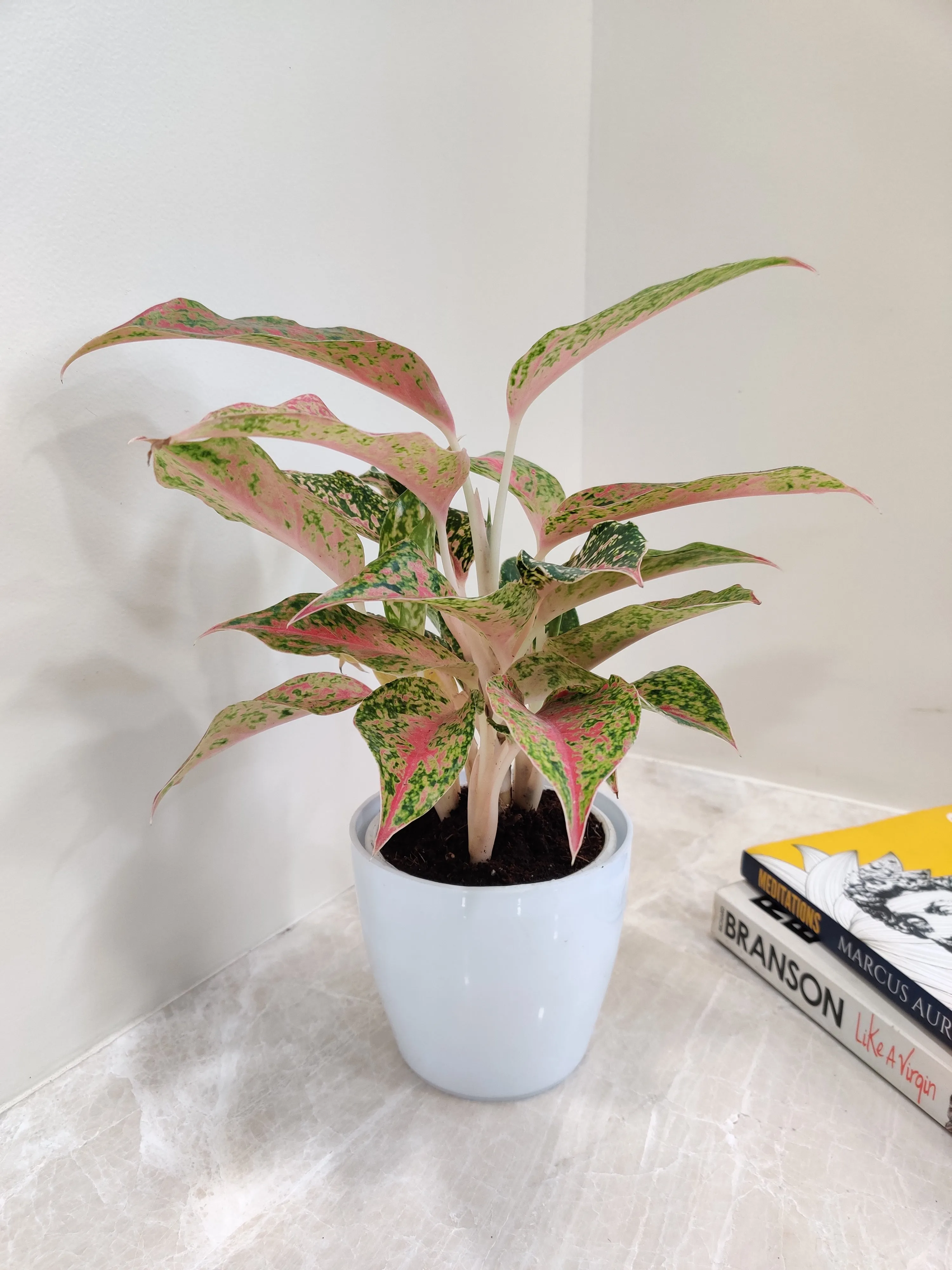 Vibrant Aglaonema Firework Plant for Corporate Gift
