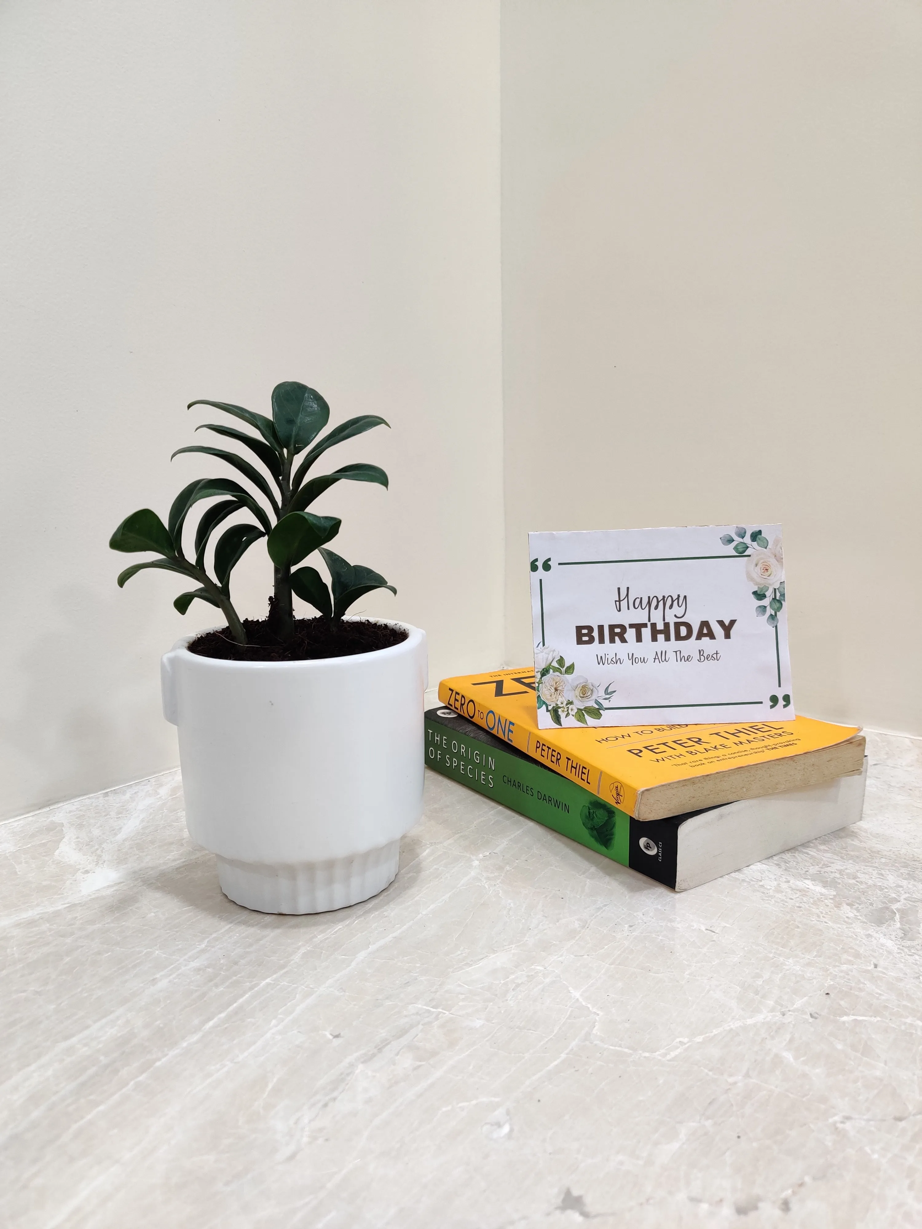 Zamiaculacus Zenzii Corporate Plant Gift