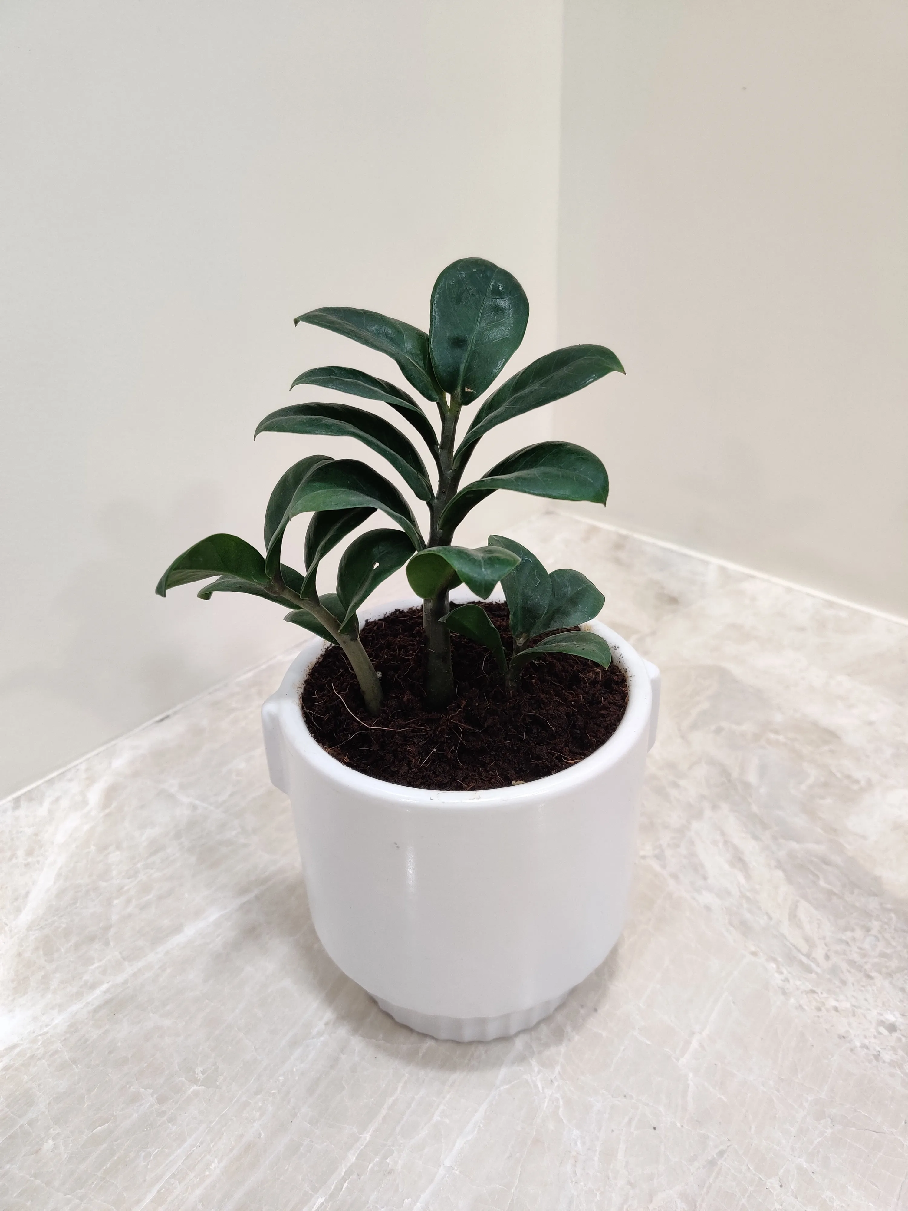 Zamiaculacus Zenzii Corporate Plant Gift