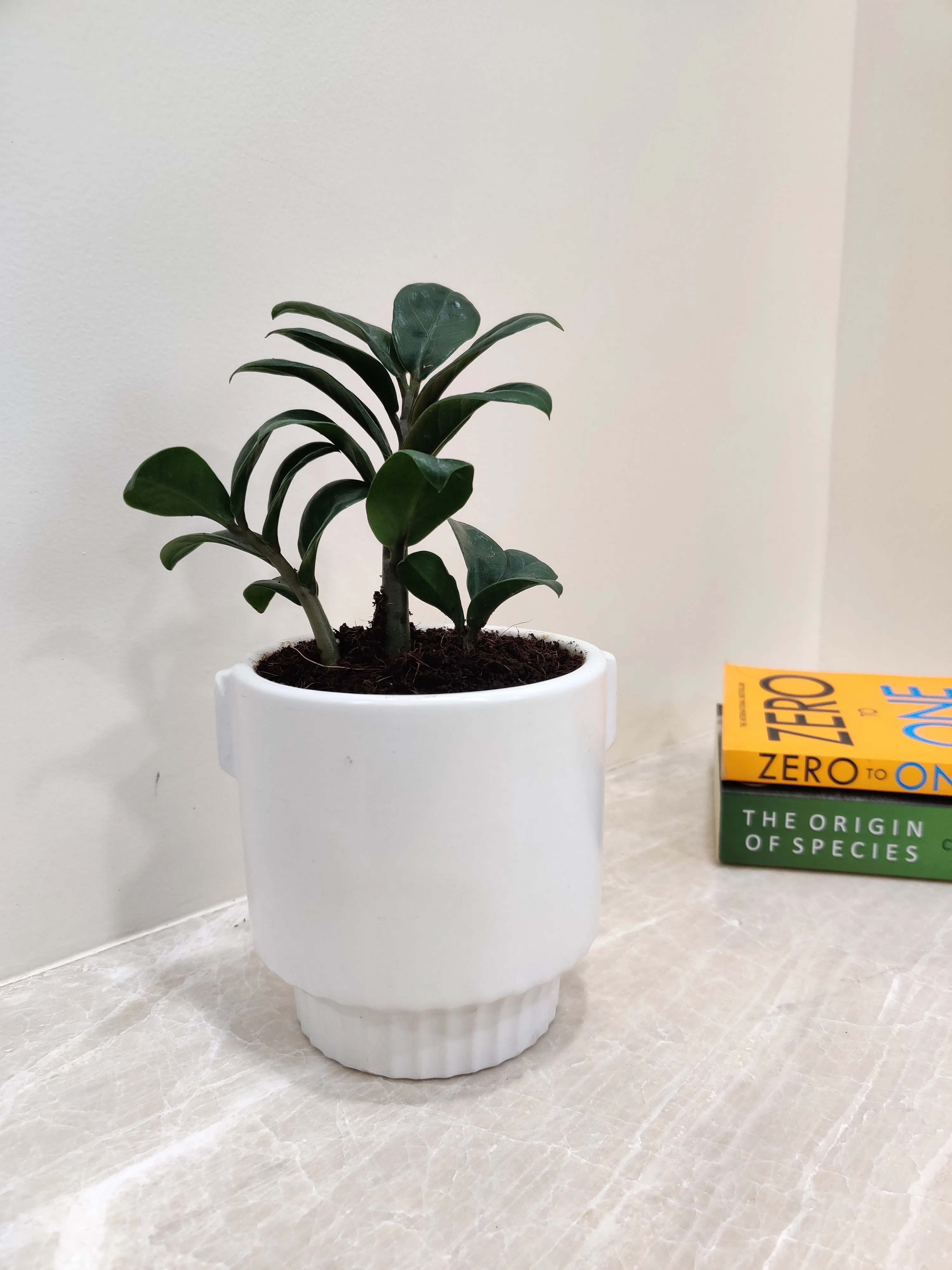 Zamiaculacus Zenzii Corporate Plant Gift