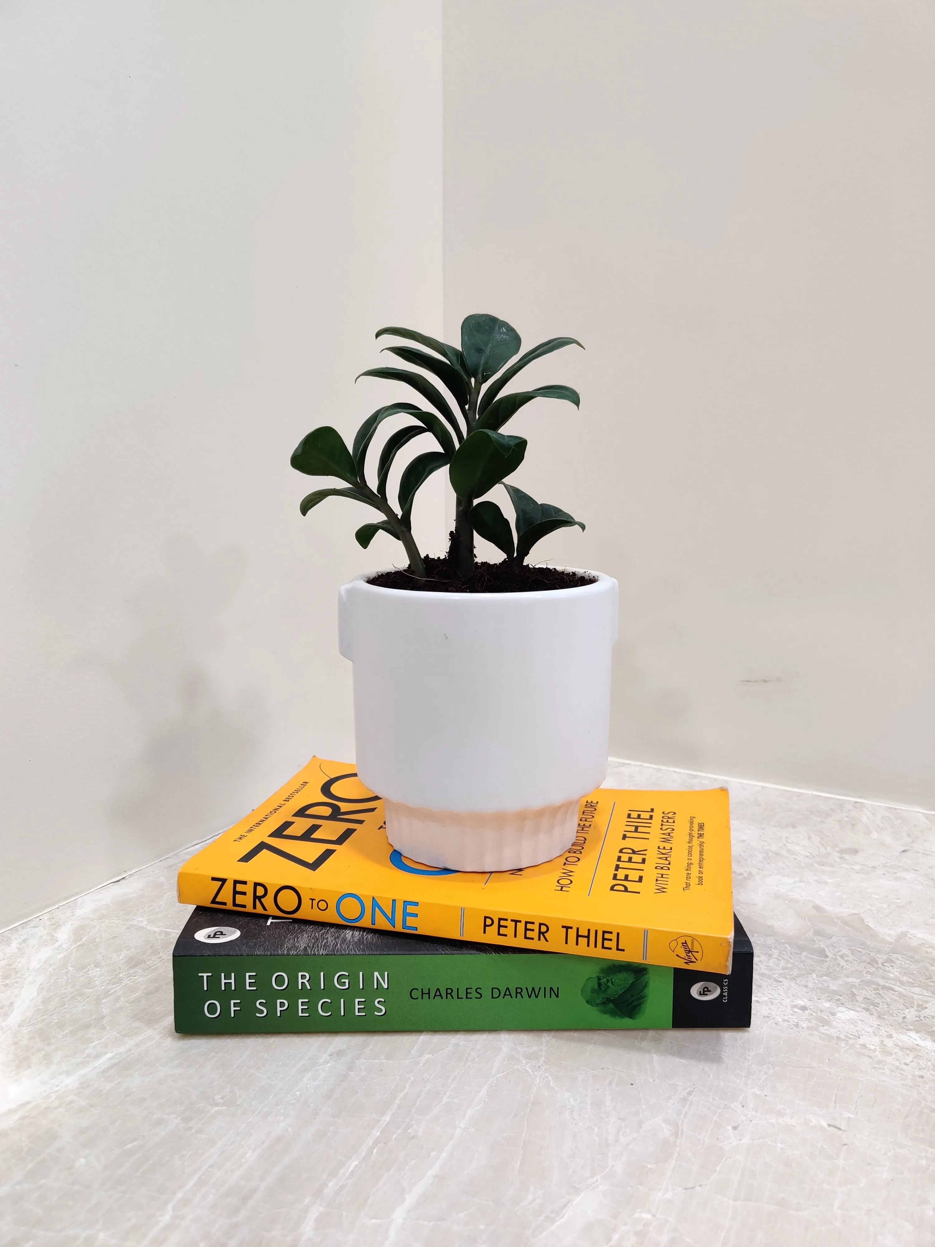 Zamiaculacus Zenzii Corporate Plant Gift